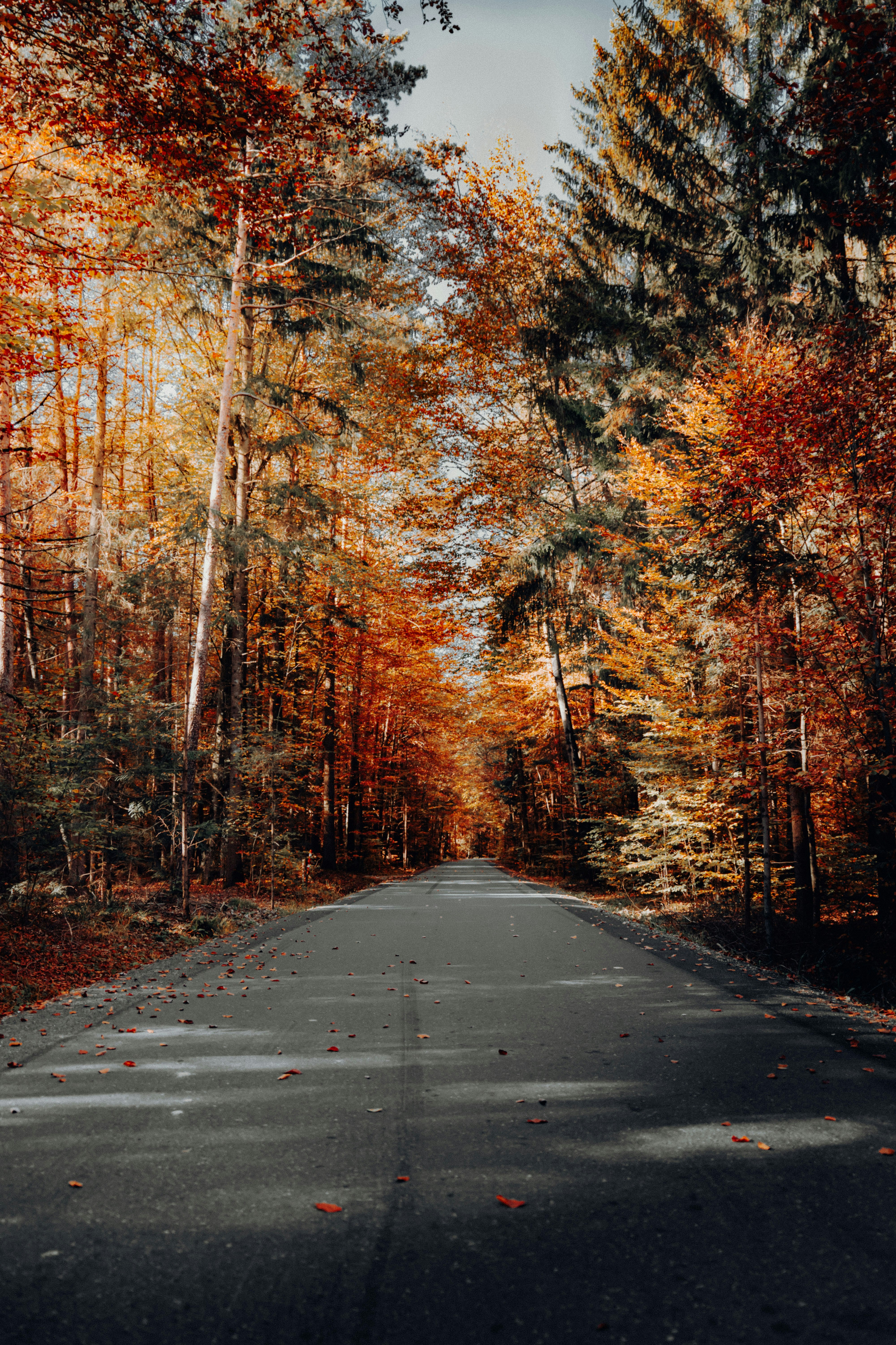 Forest Road in Autumn
