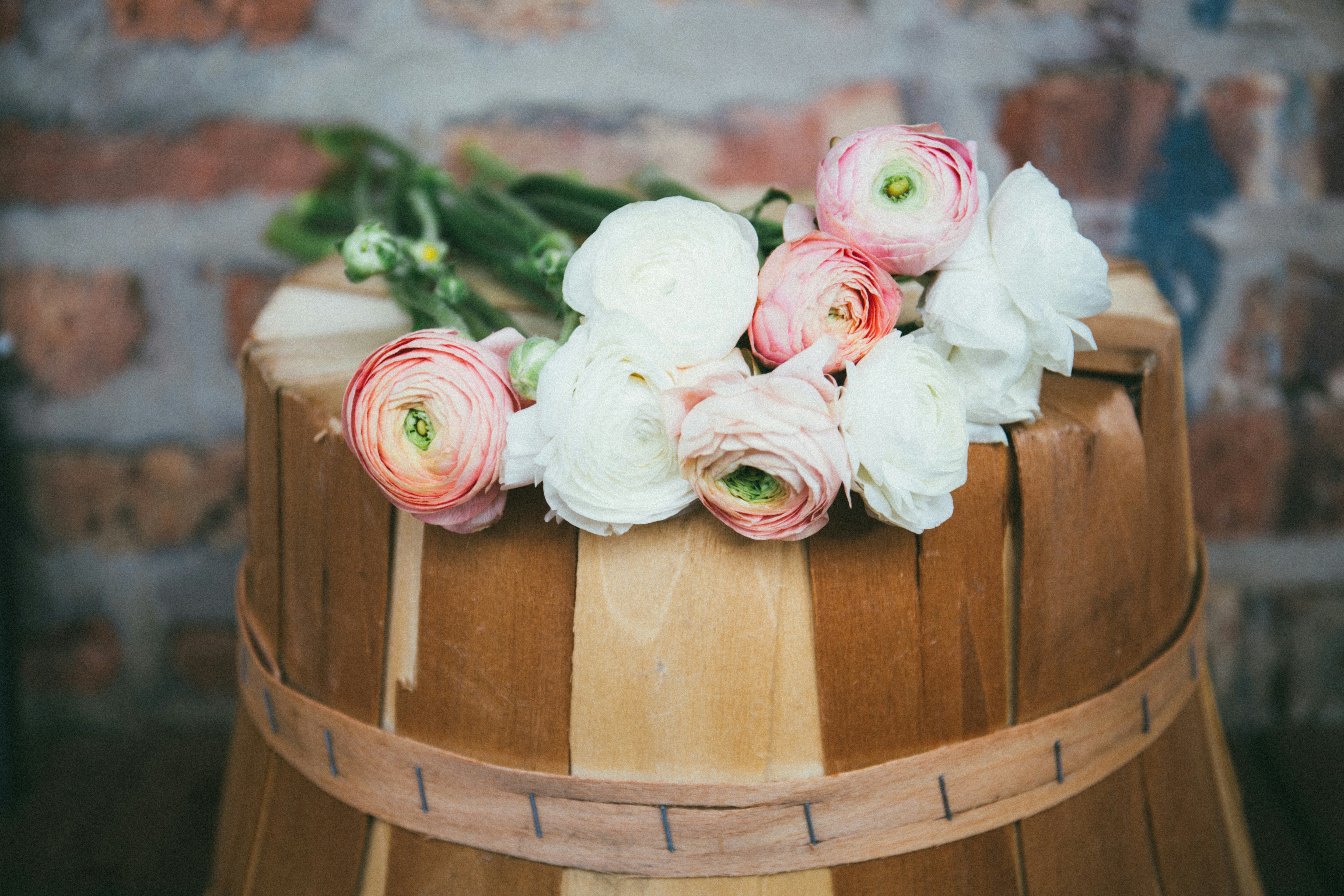Pink and White Ranunculus on Wooden Stool