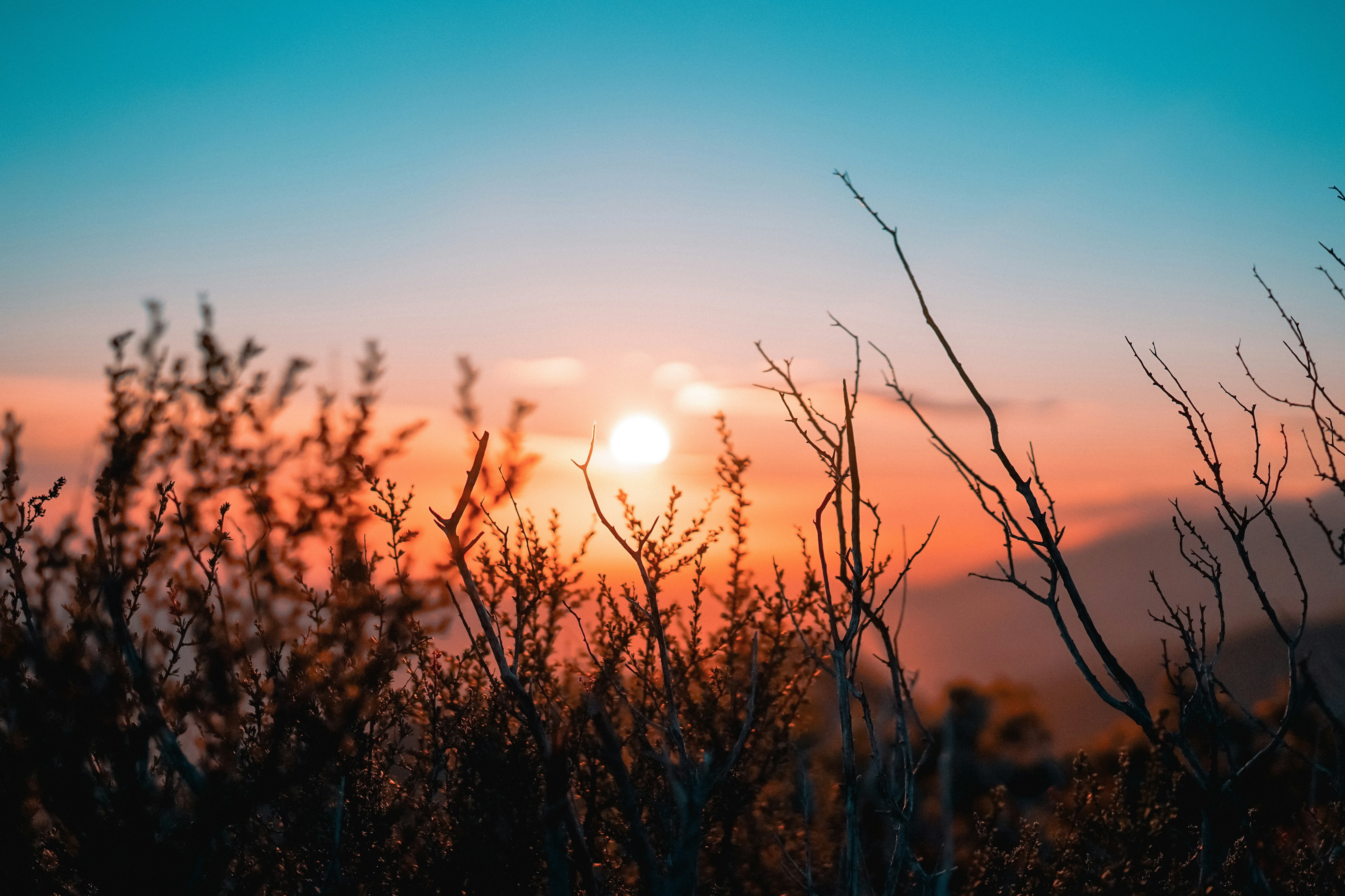 Sunset Over Dry Shrubs