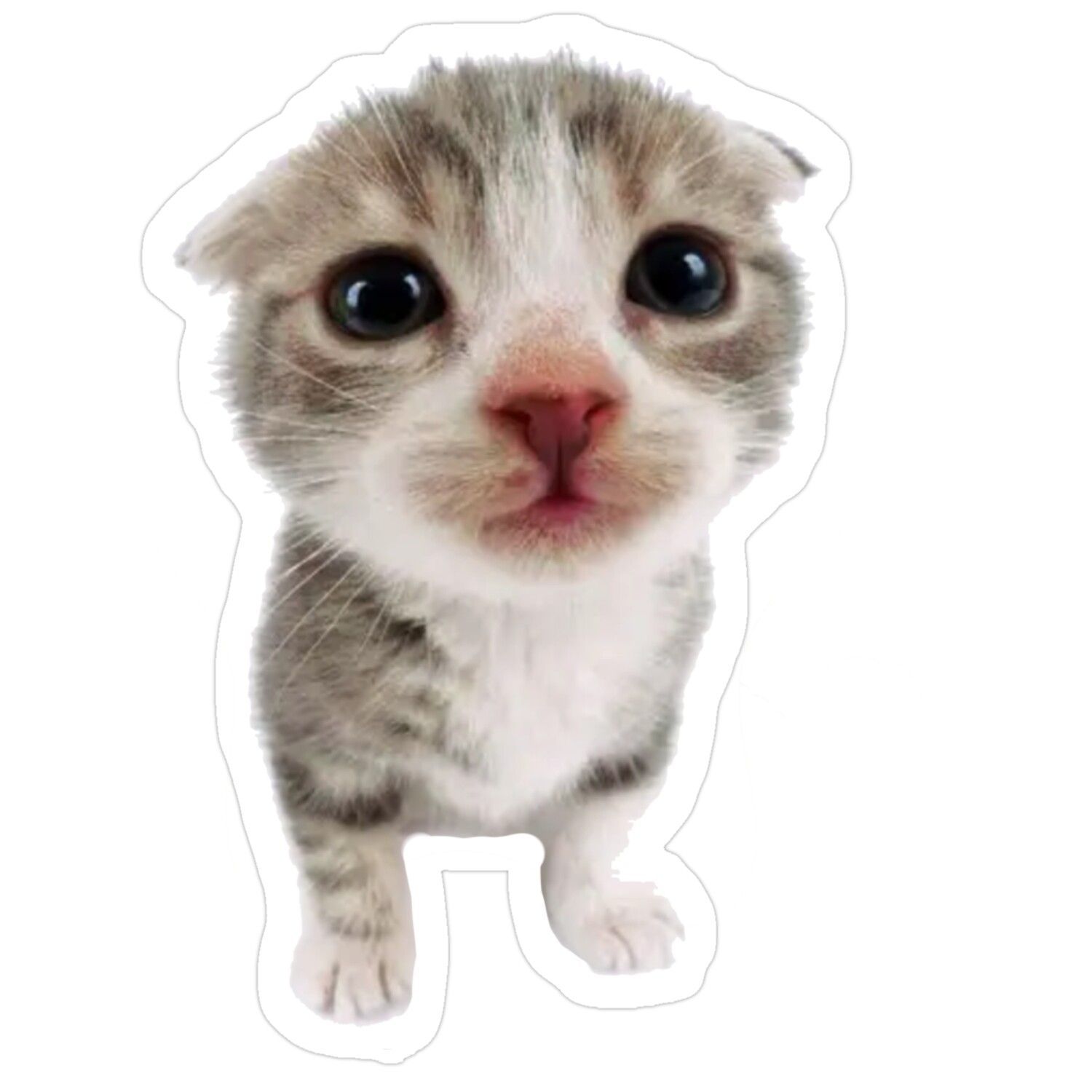 Cute Baby Kitten Portrait