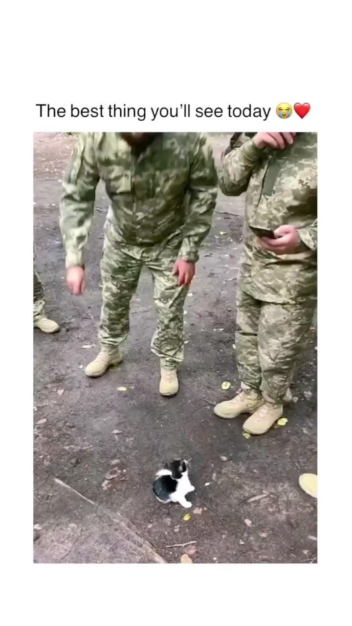 Soldiers and a tiny black and white kitten