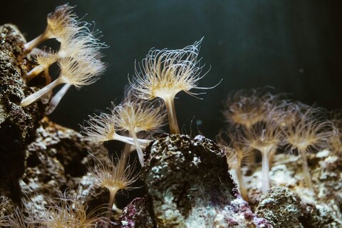 Tube Anemones Underwater