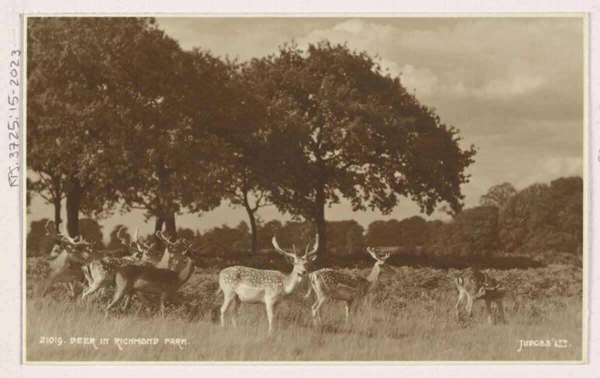 Deer in Richmond Park