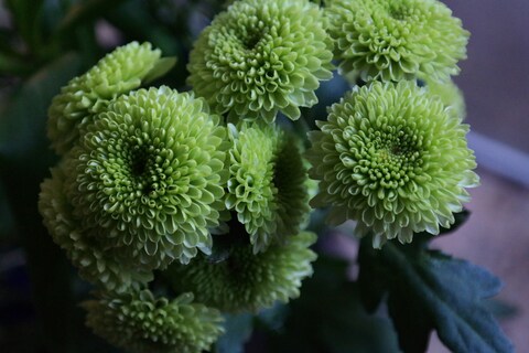 Clustered Green Pompon Chrysanthemums