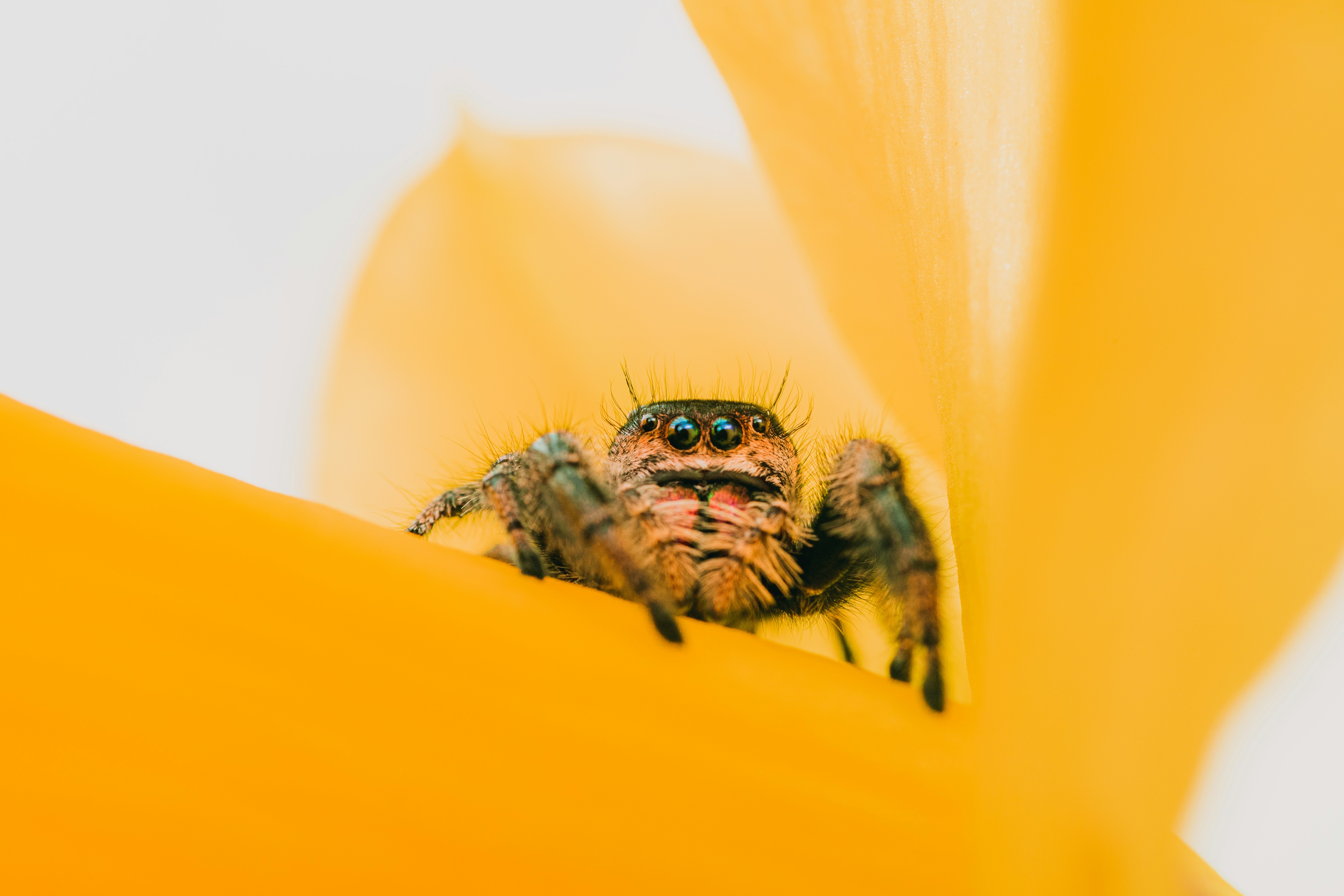 Jumping Spider Hiding Between Yellow Petals