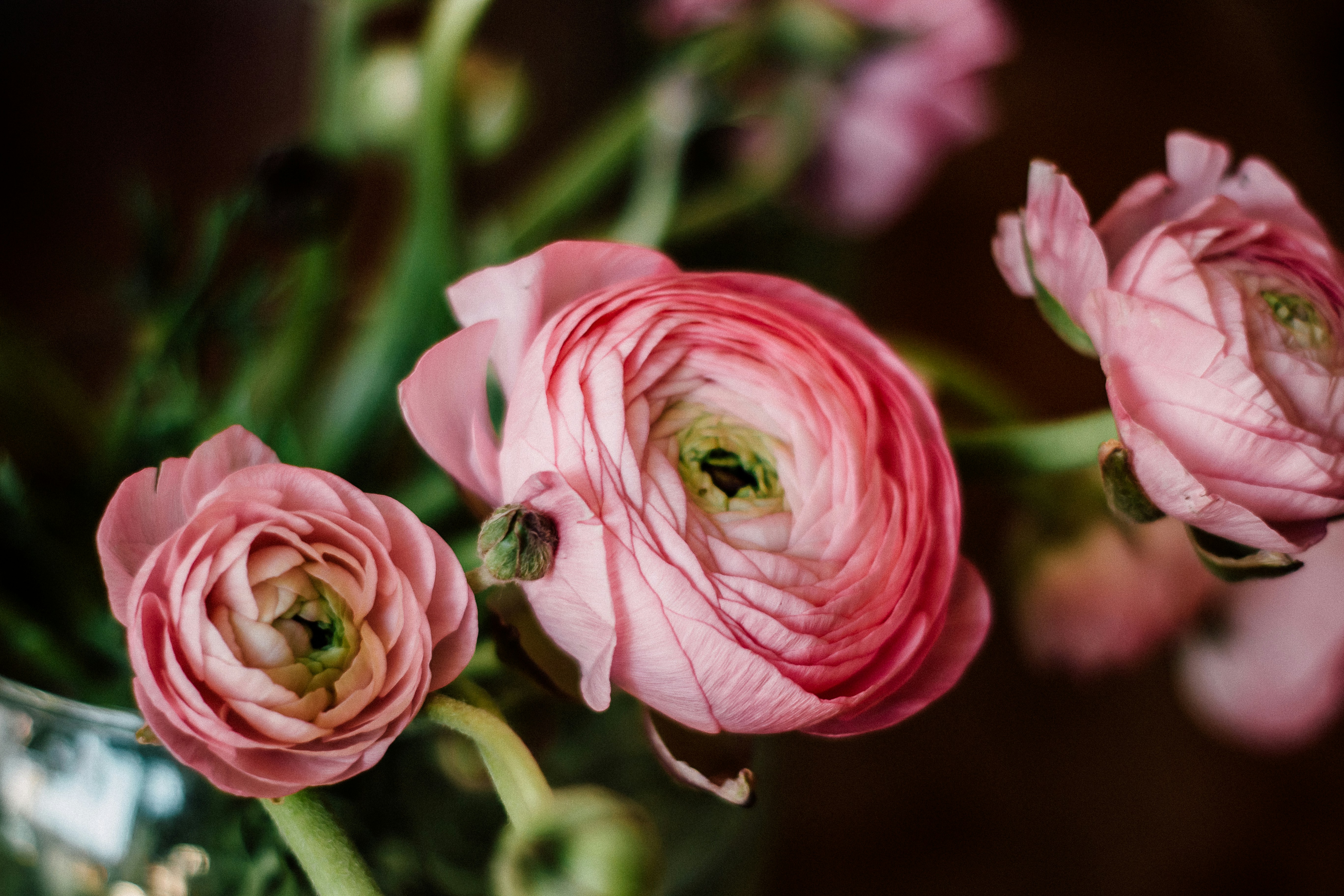 Close Up of Pink Ranunculus