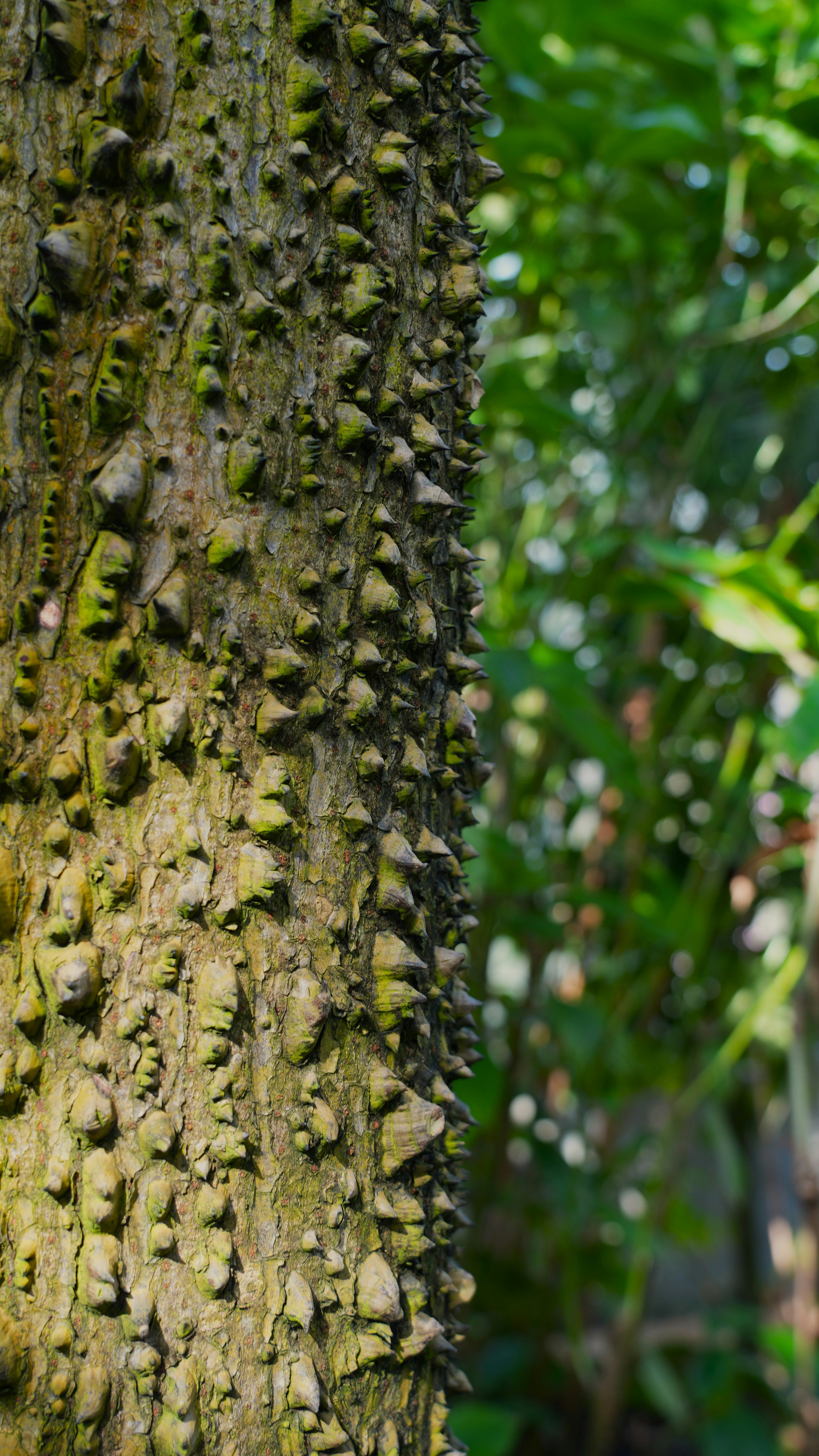 Close-up of Spiky Tree Trunk