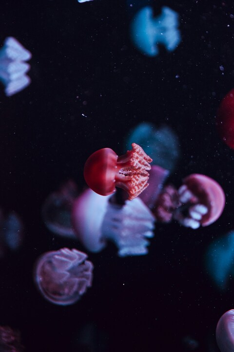 Colorful Jellyfish in Dark Water