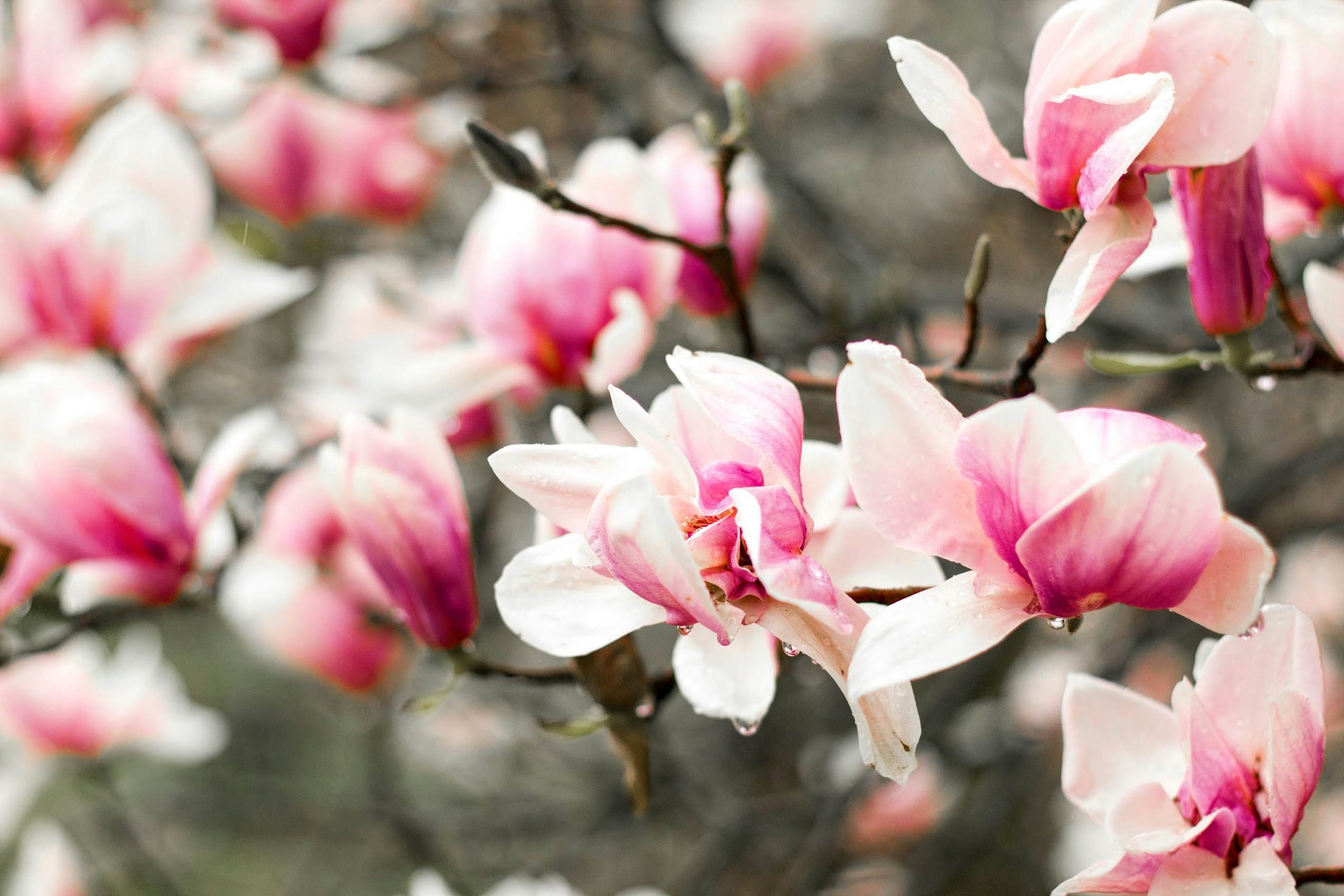 Blooming Pink Magnolias