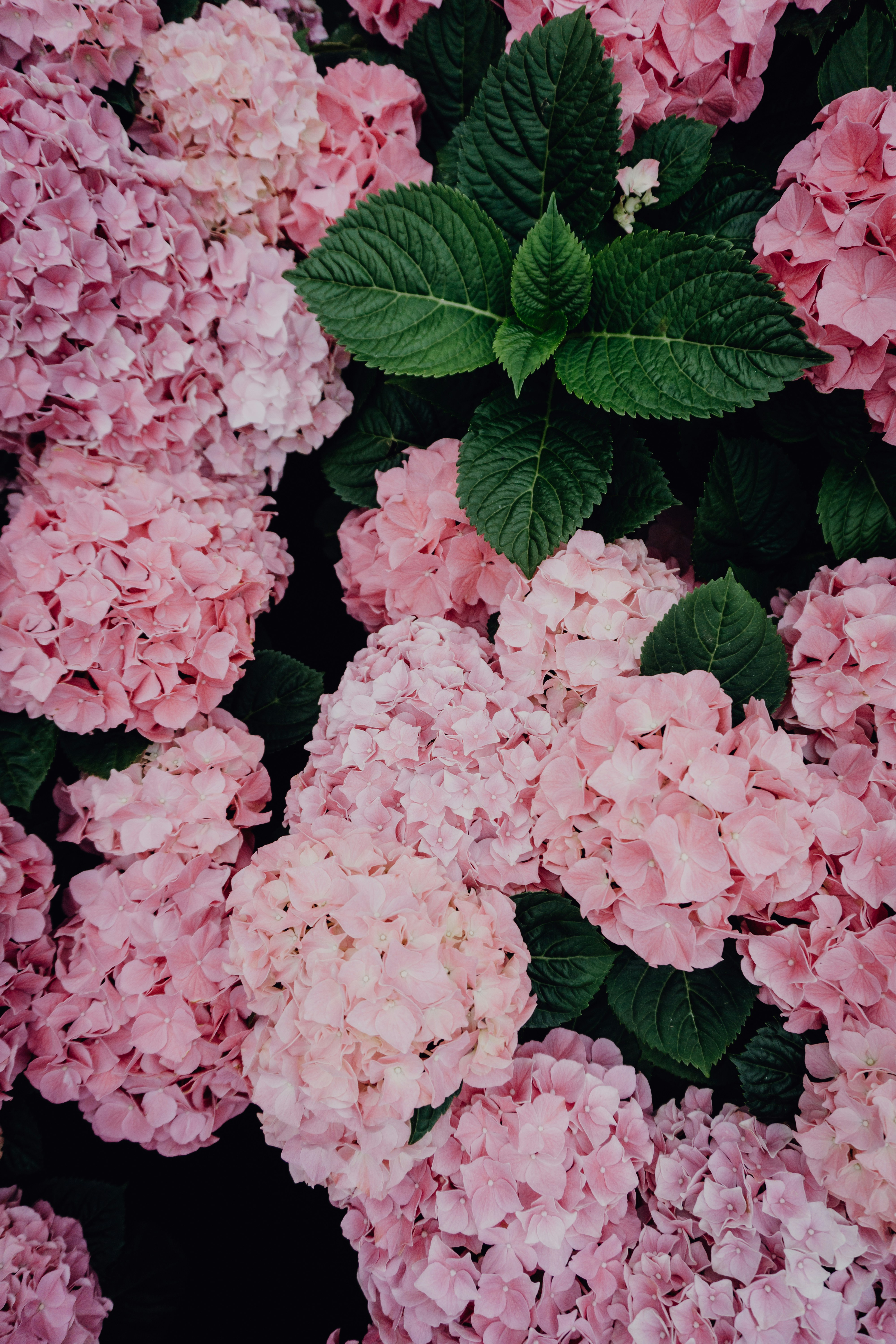 Dense Pink Hydrangea Clusters