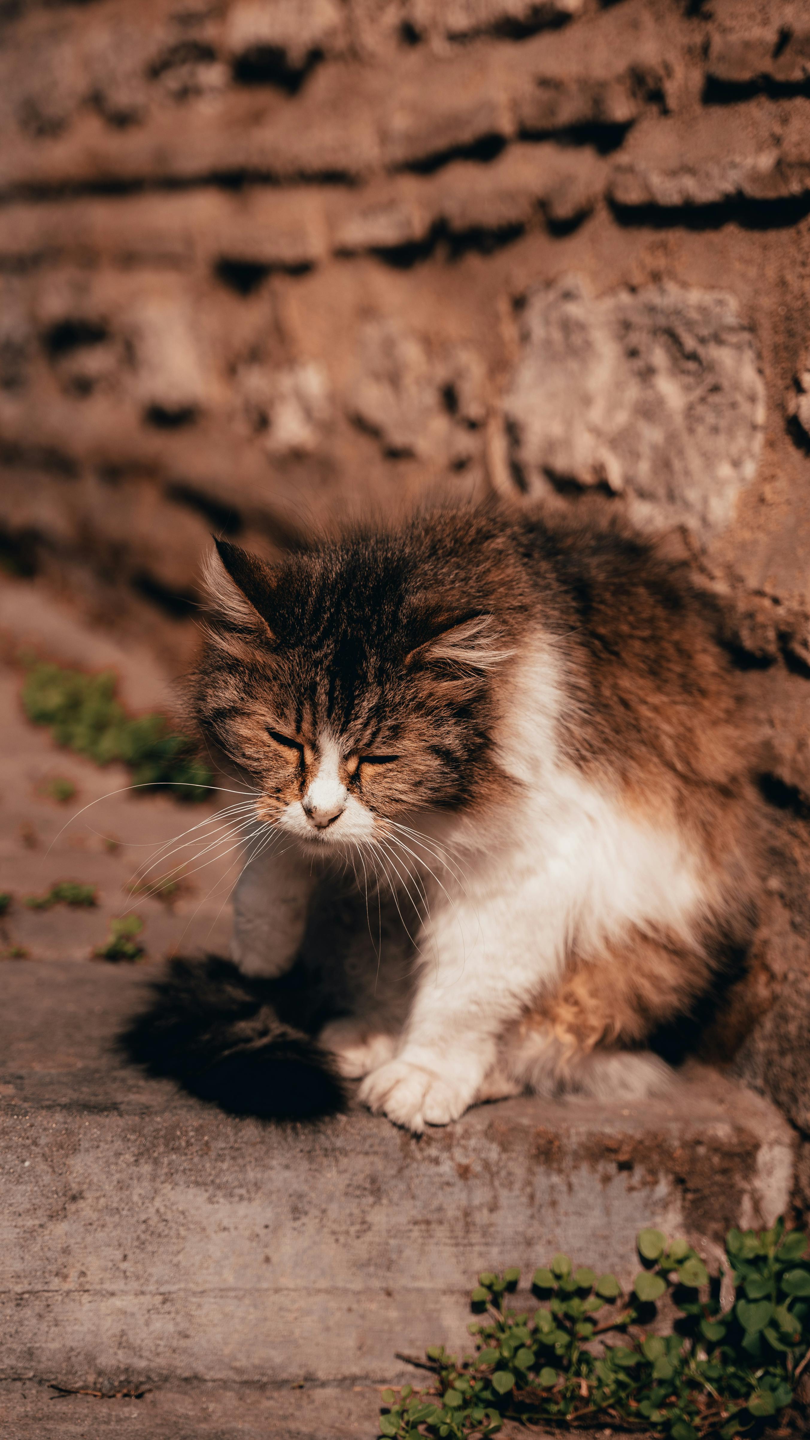 Sleepy Fluffy Tabby Cat Outdoors