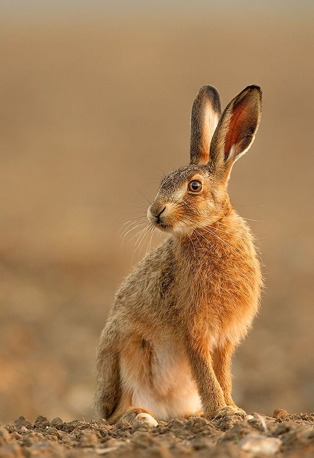 Wild Brown Hare Sitting on Ground