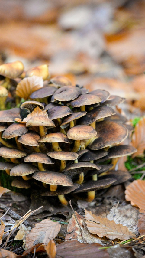 Cluster of Wild Mushrooms on Forest Floor
