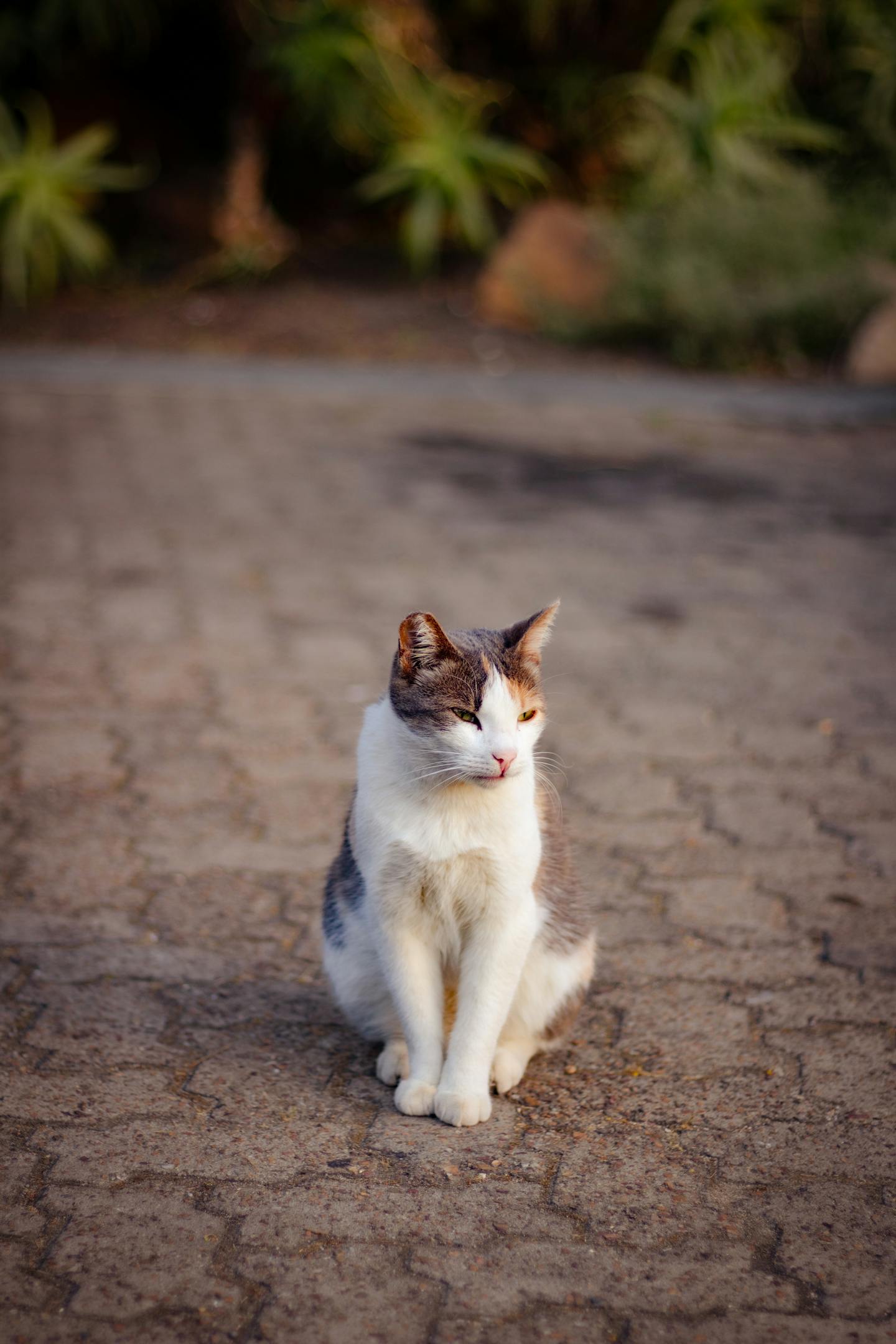 Calico Cat Sitting on Paved Path