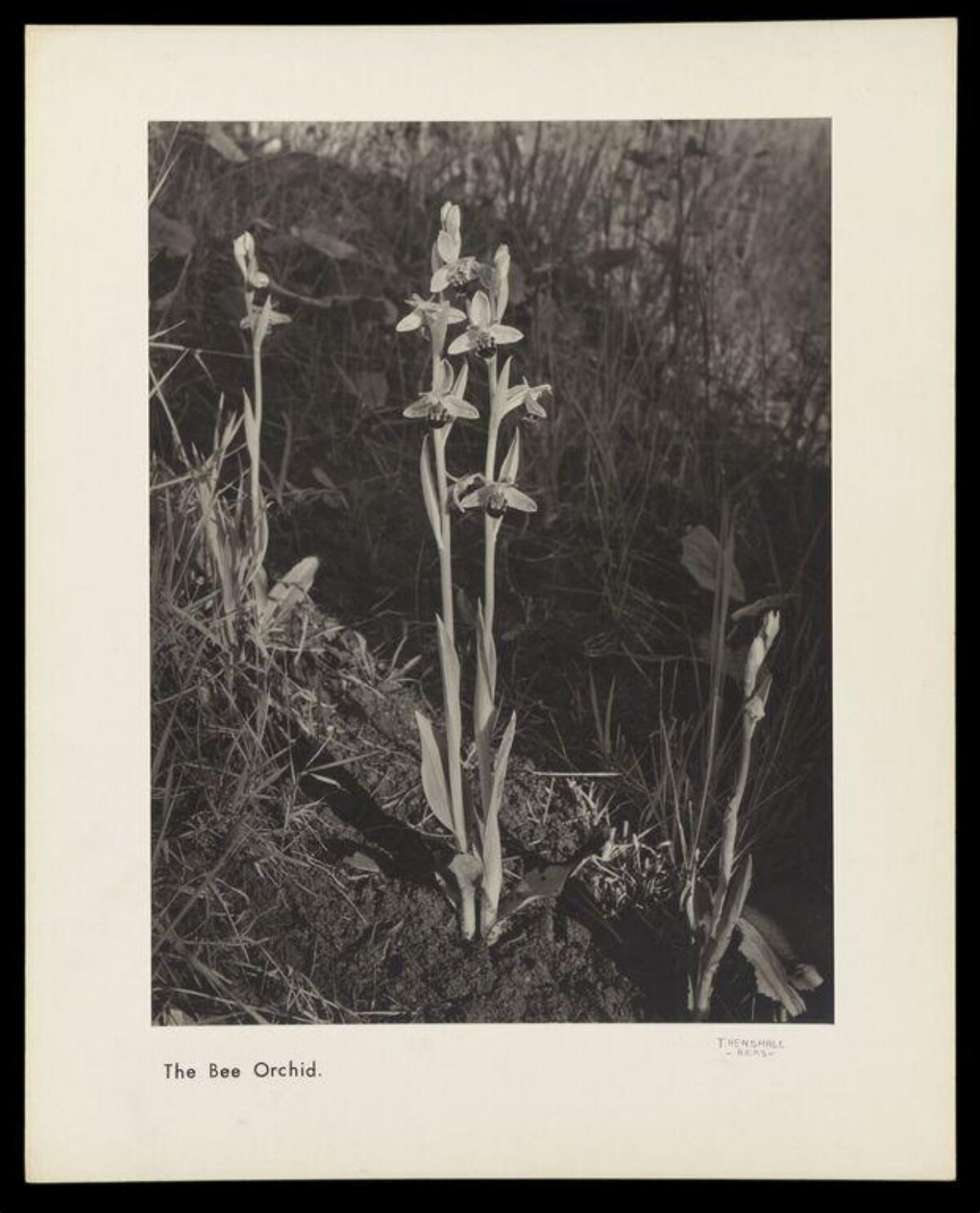 Vintage Photo of Bee Orchid