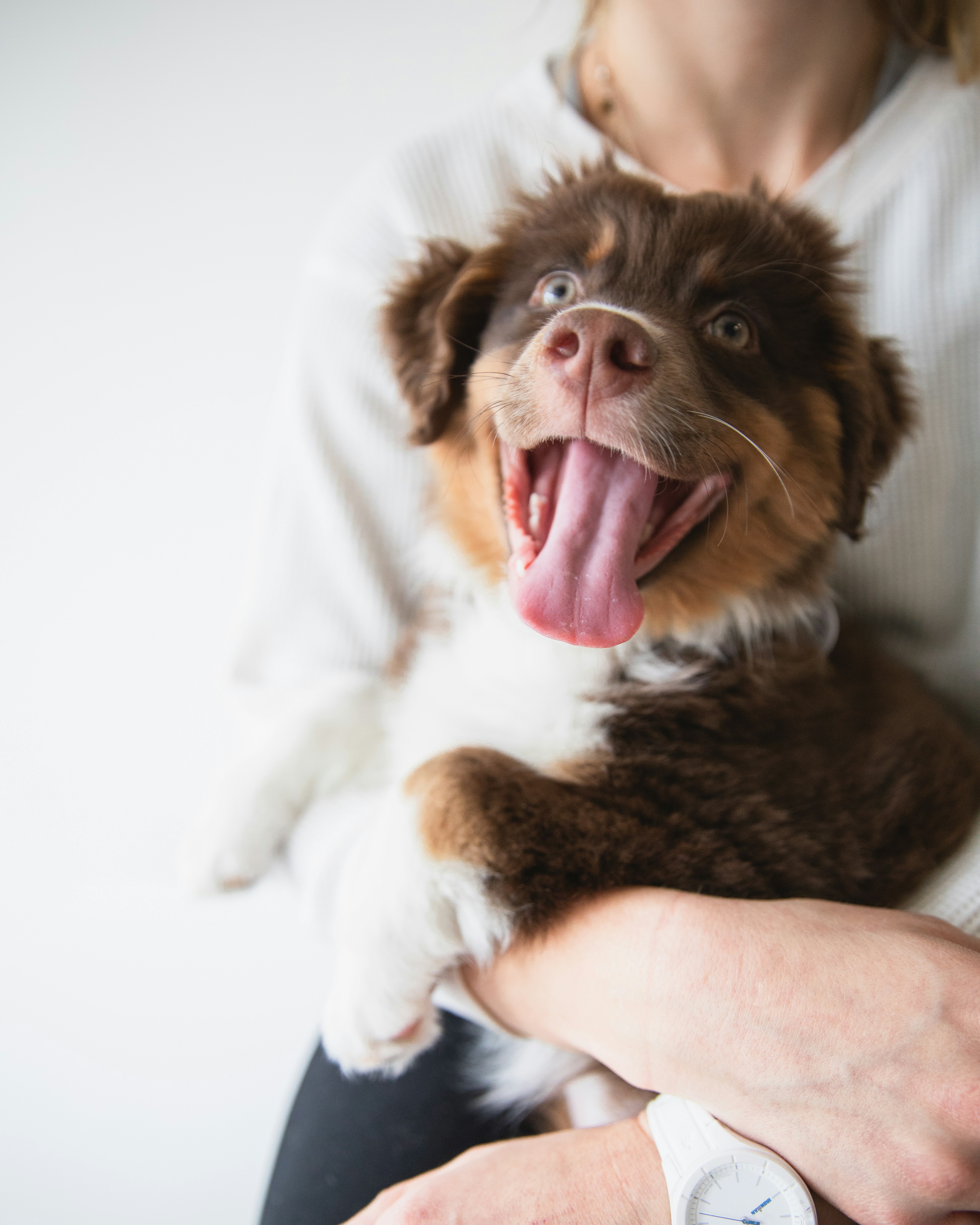 Happy Excited Puppy Being Held