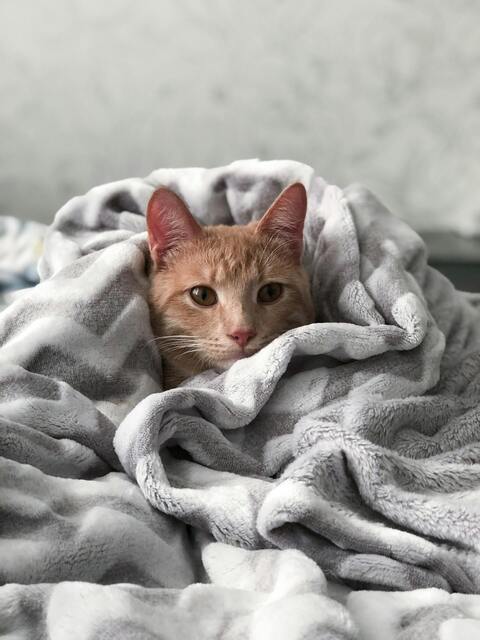 Ginger Cat Snuggled In Blanket