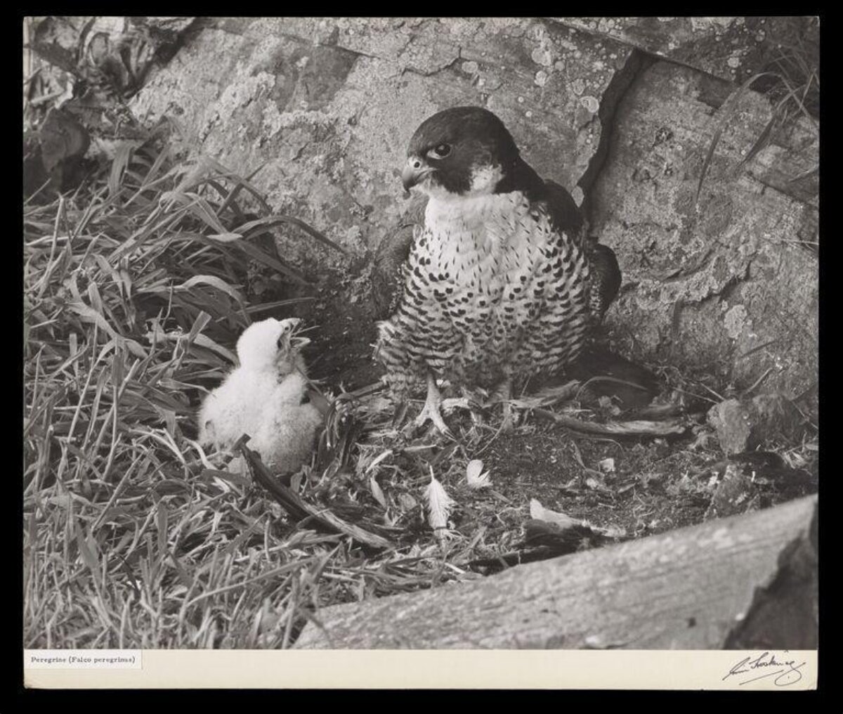 Peregrine Falcon and Chick at Nest