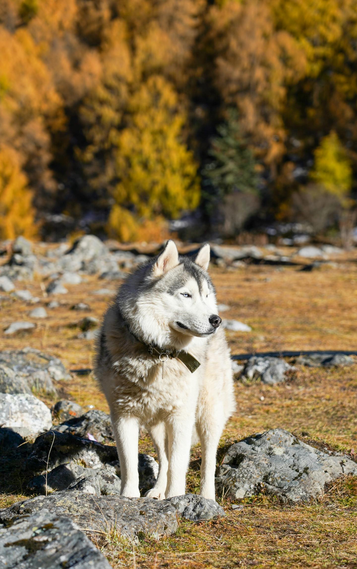 Image 93849 — Pets