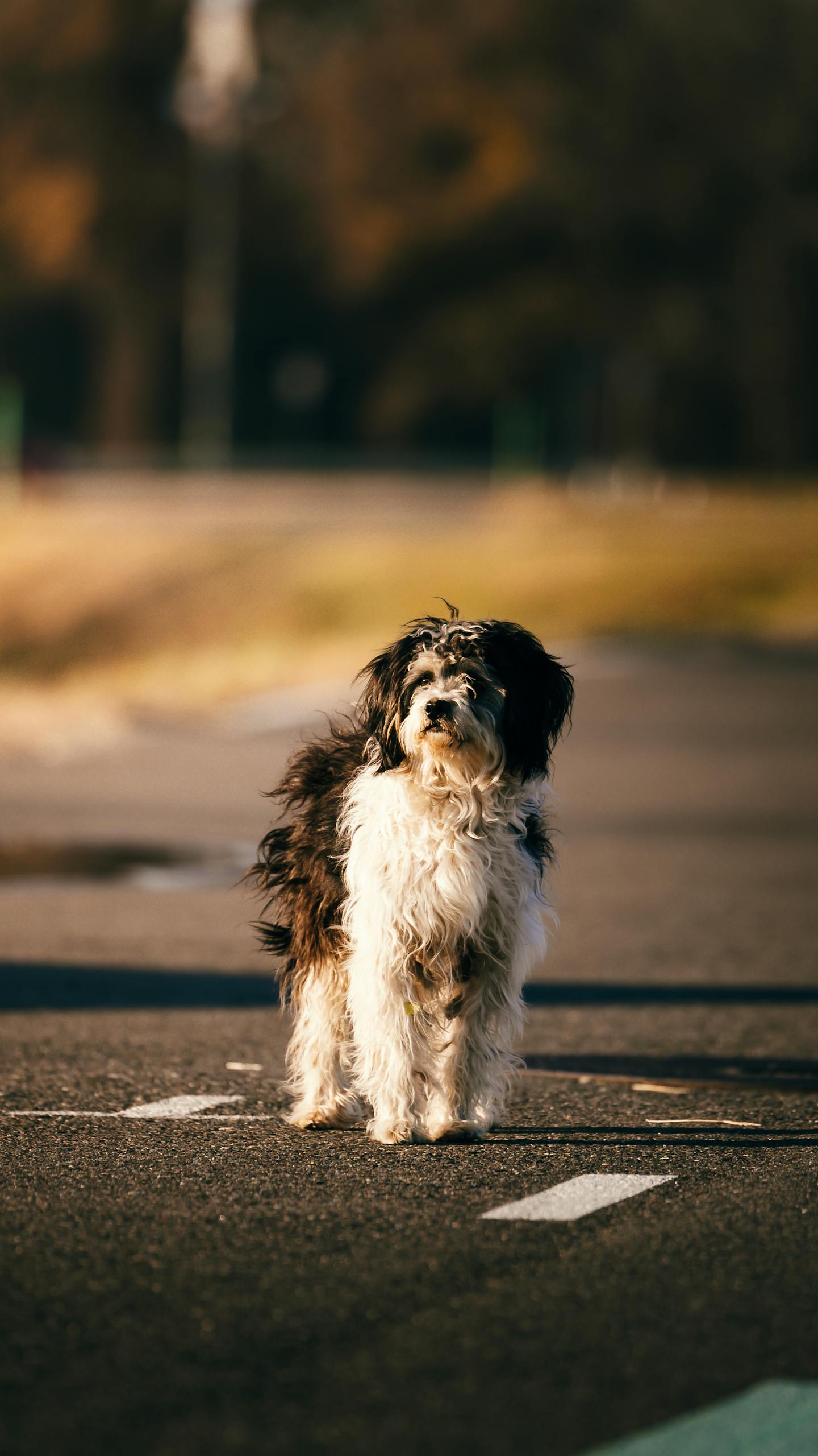 Fluffy Black and White Dog on Paved Road