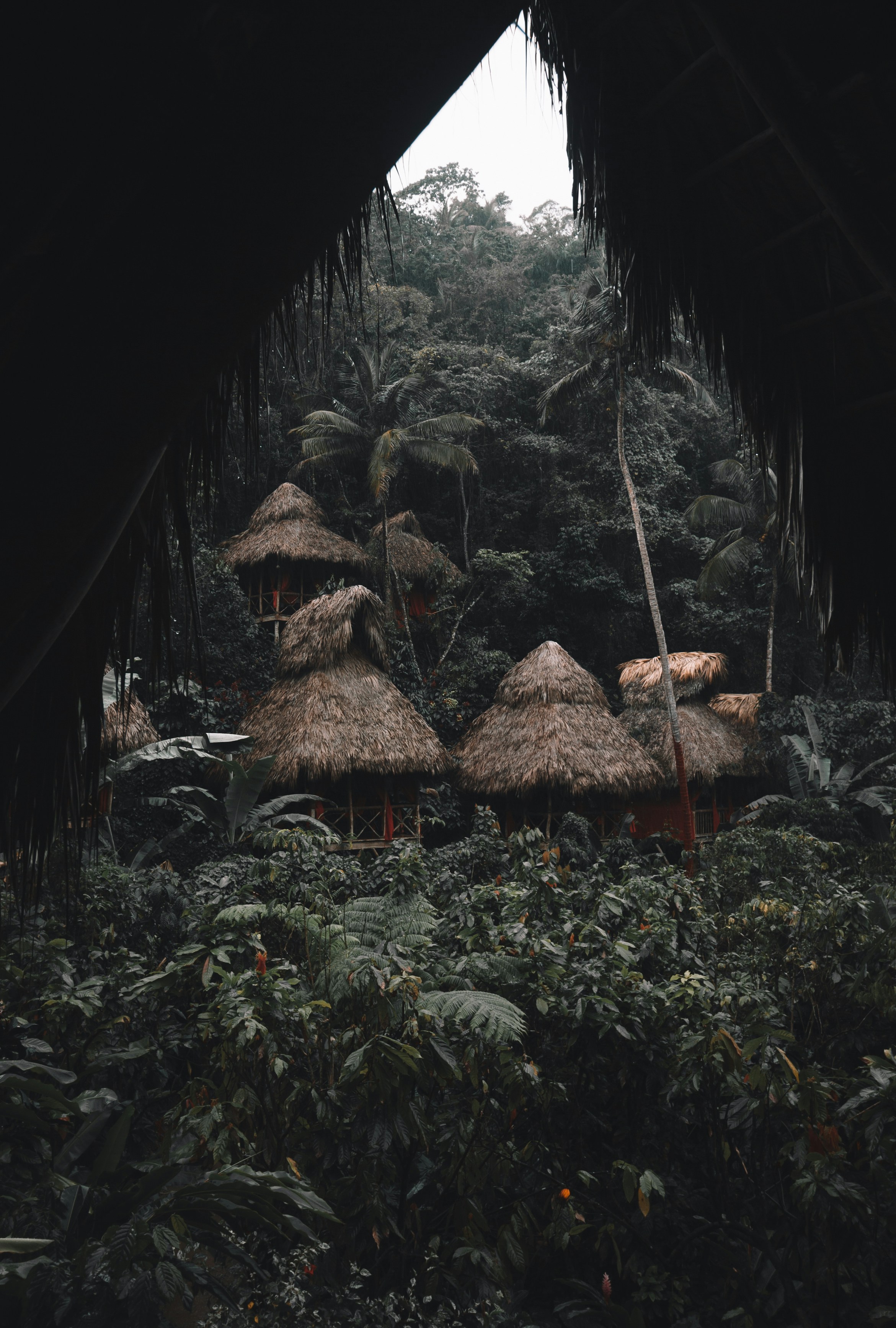 Thatched Huts in Rainforest