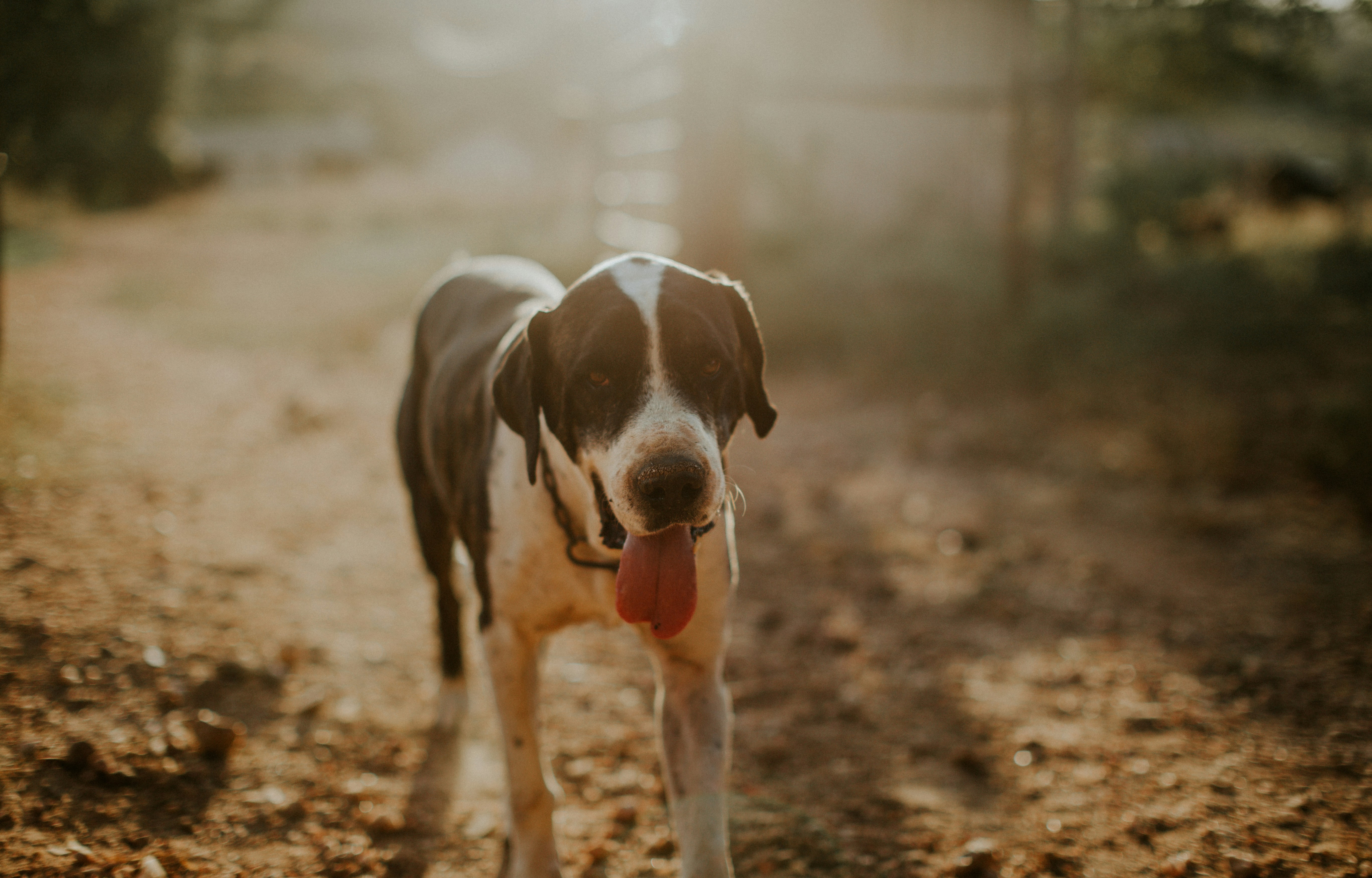 Dog Walking On Sunlit Dirt Path