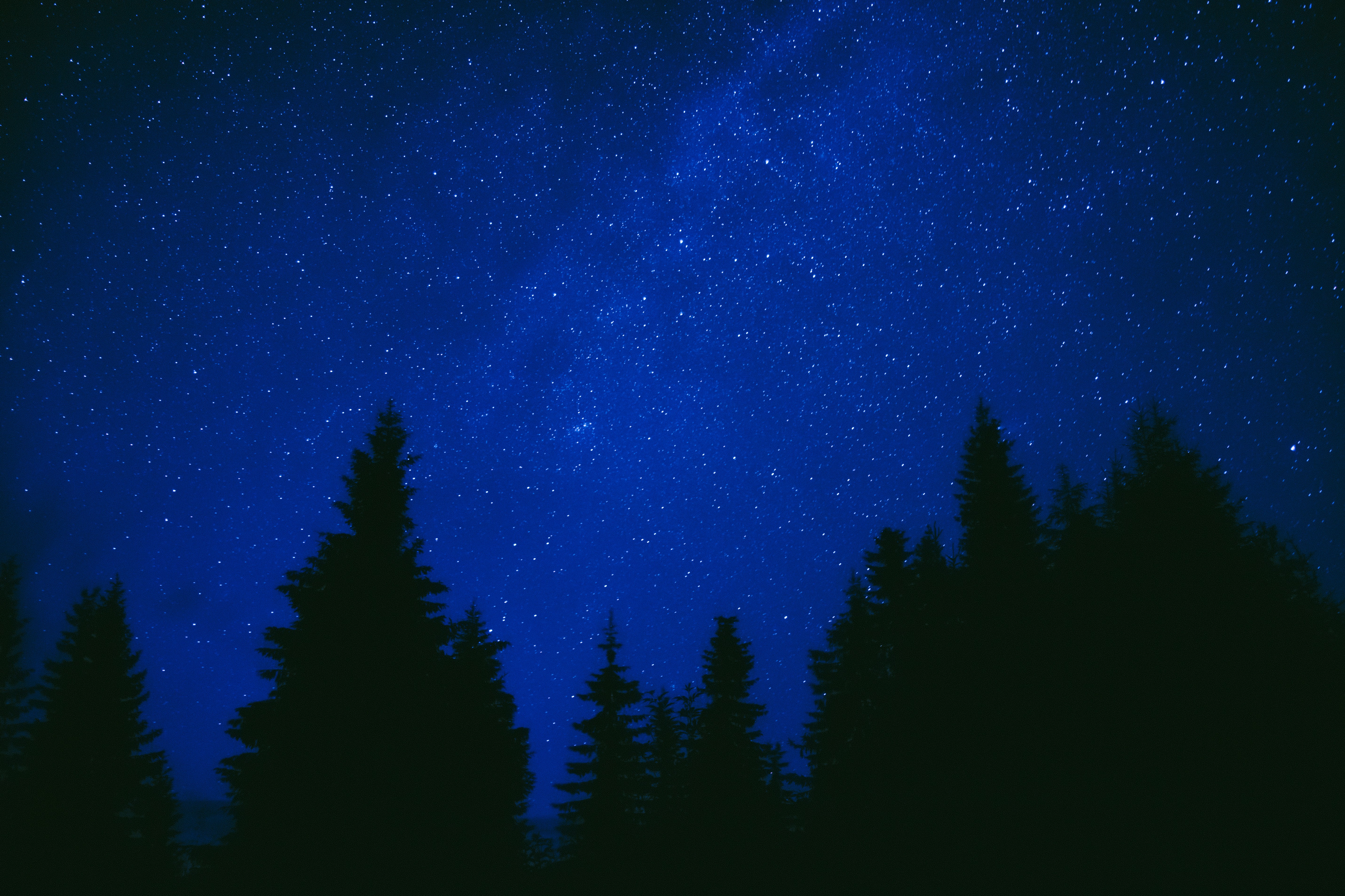 Starry Night Over Pine Forest