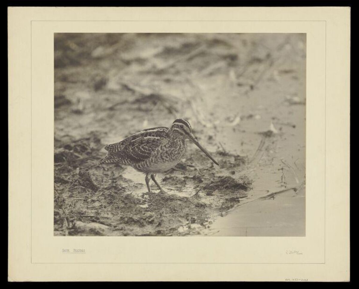 Vintage Photo of a Snipe