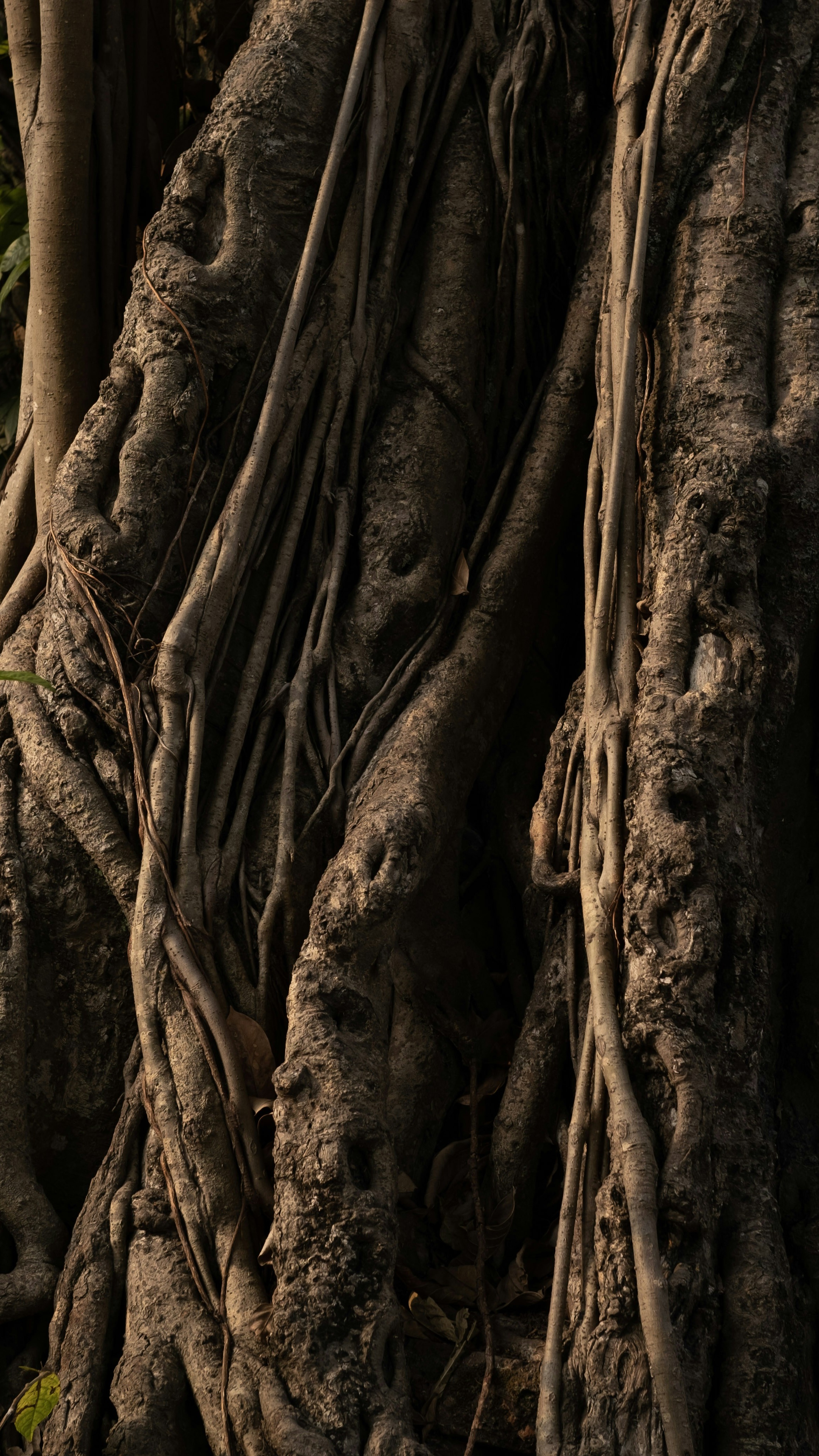 Intertwined Old Tree Roots