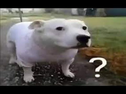 Confused Two-Headed White Dog Meme