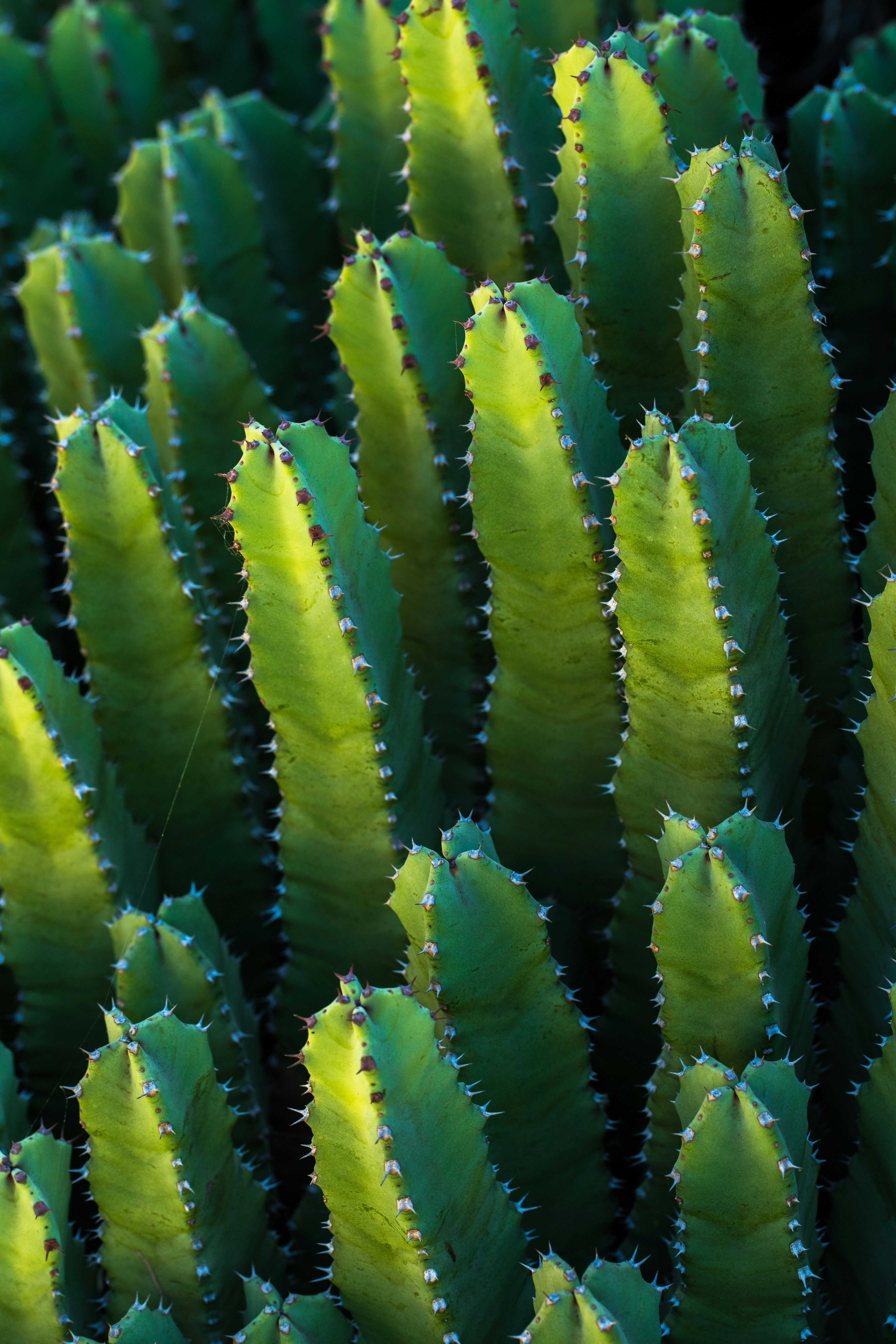 Dense Green Columnar Cacti