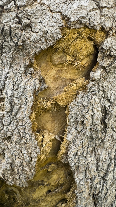 Close-up of Damaged Tree Bark