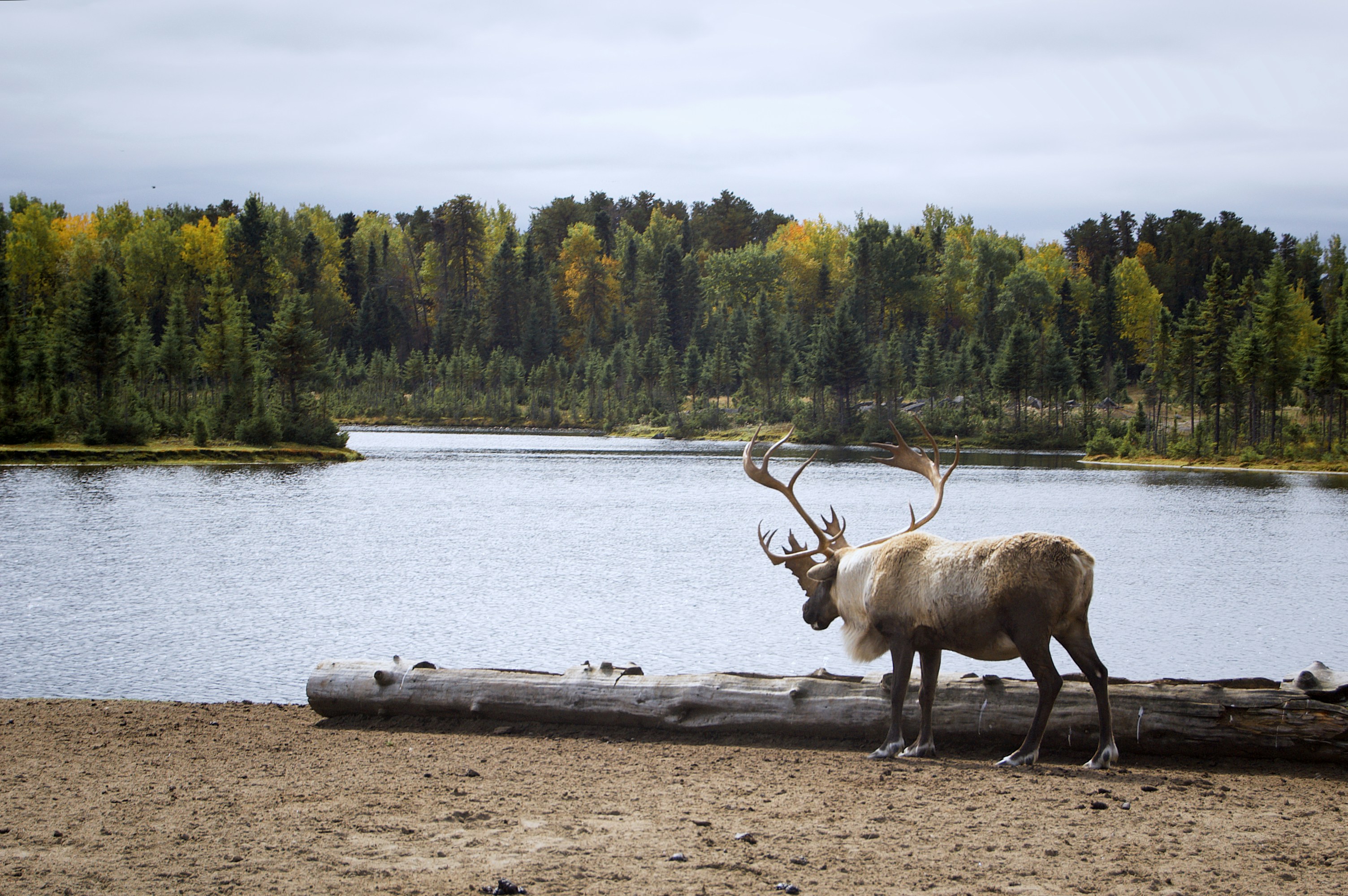 Reindeer by Forest Lake