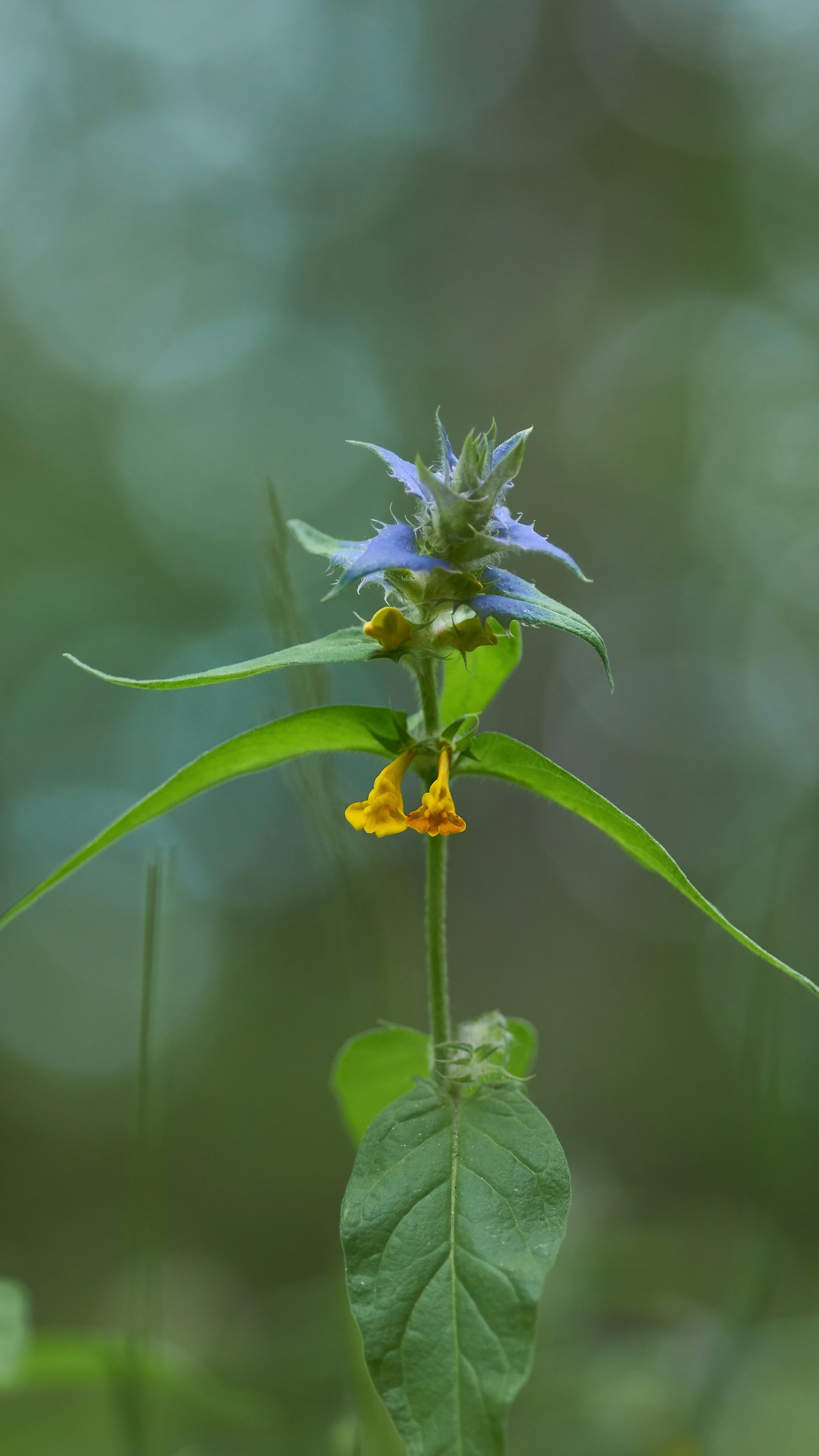 Blue and Yellow Wildflower