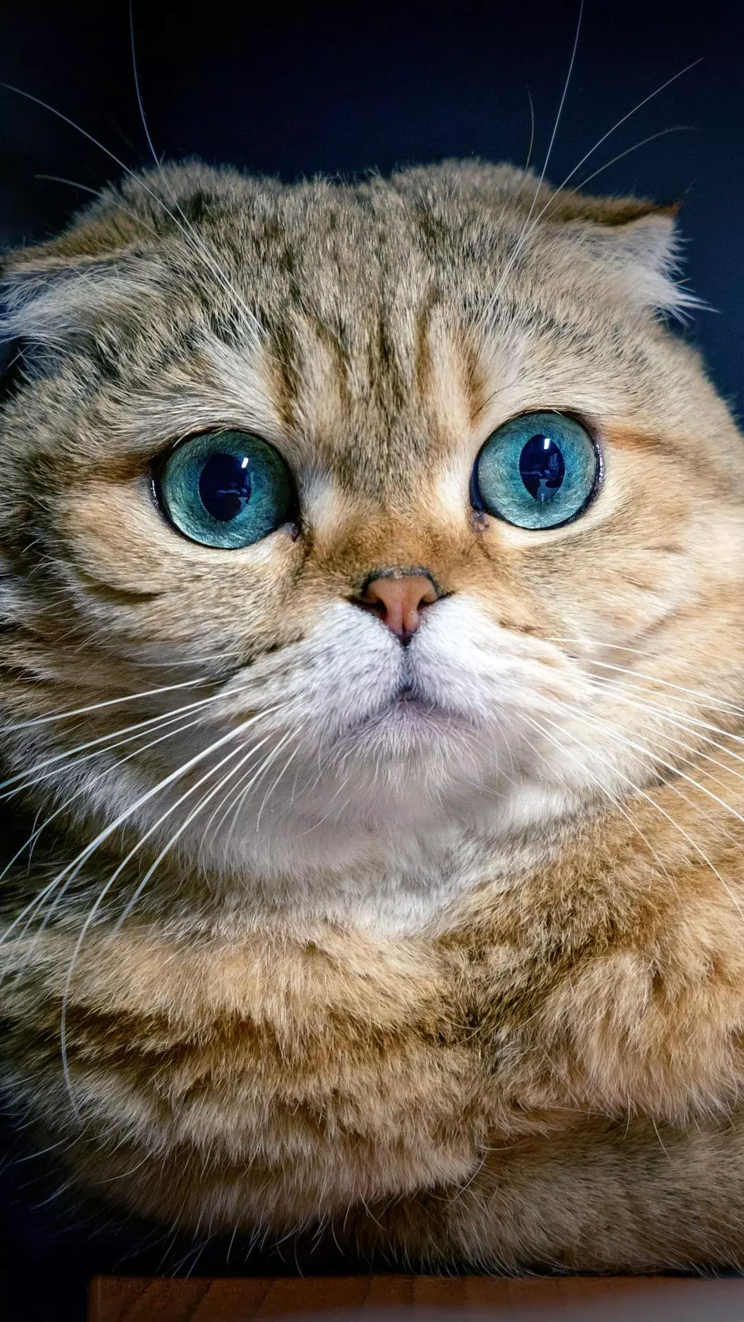 Blue-eyed Scottish Fold Cat Close-up