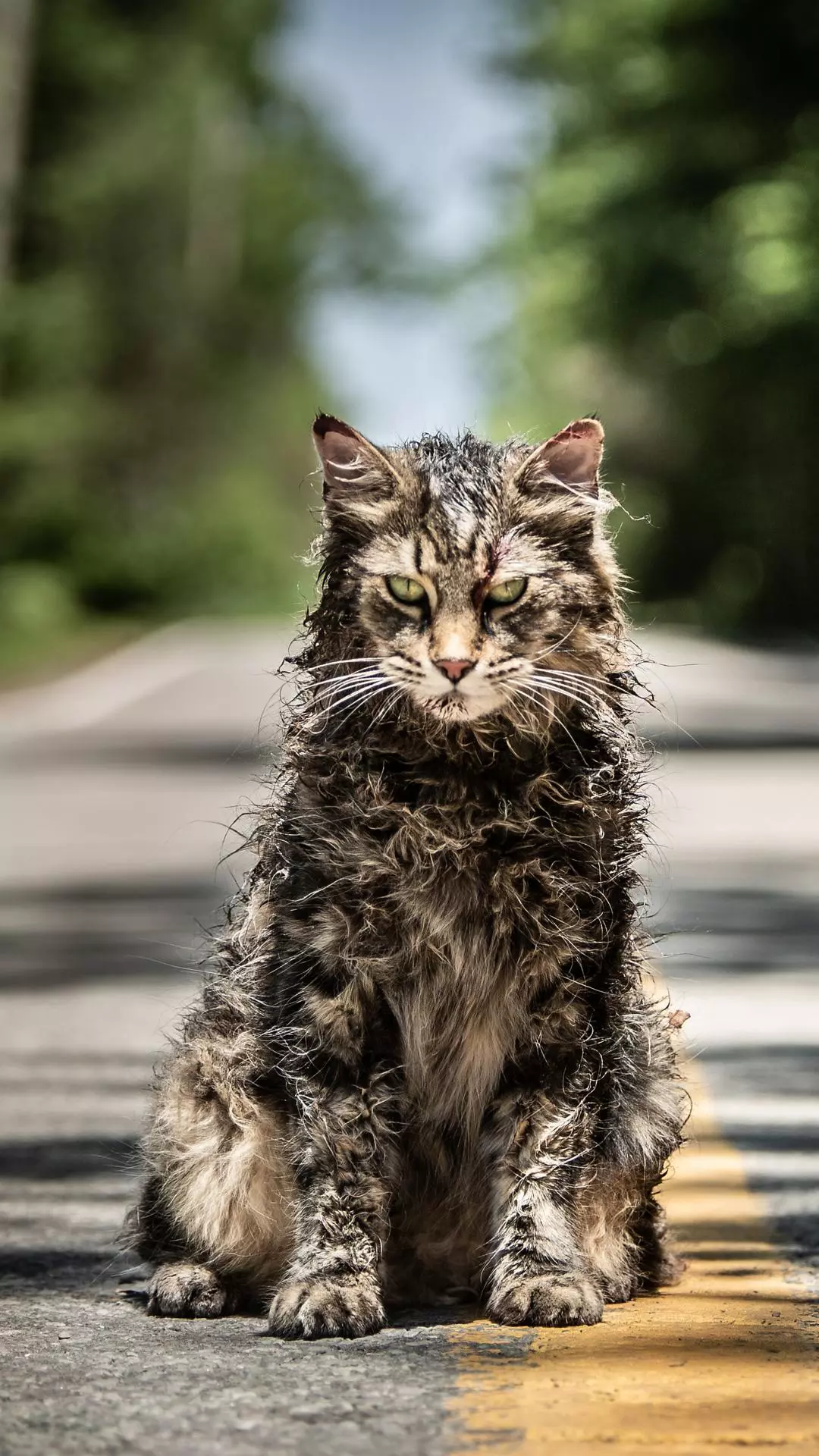 Wet Scarred Tabby Cat on Road