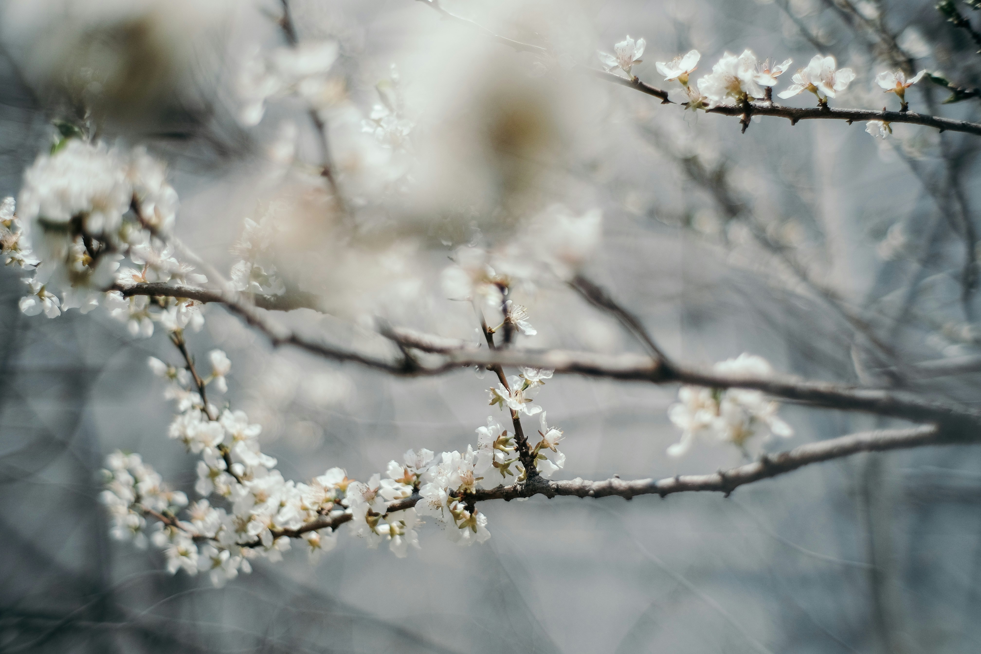 White Spring Blossoms on Branches