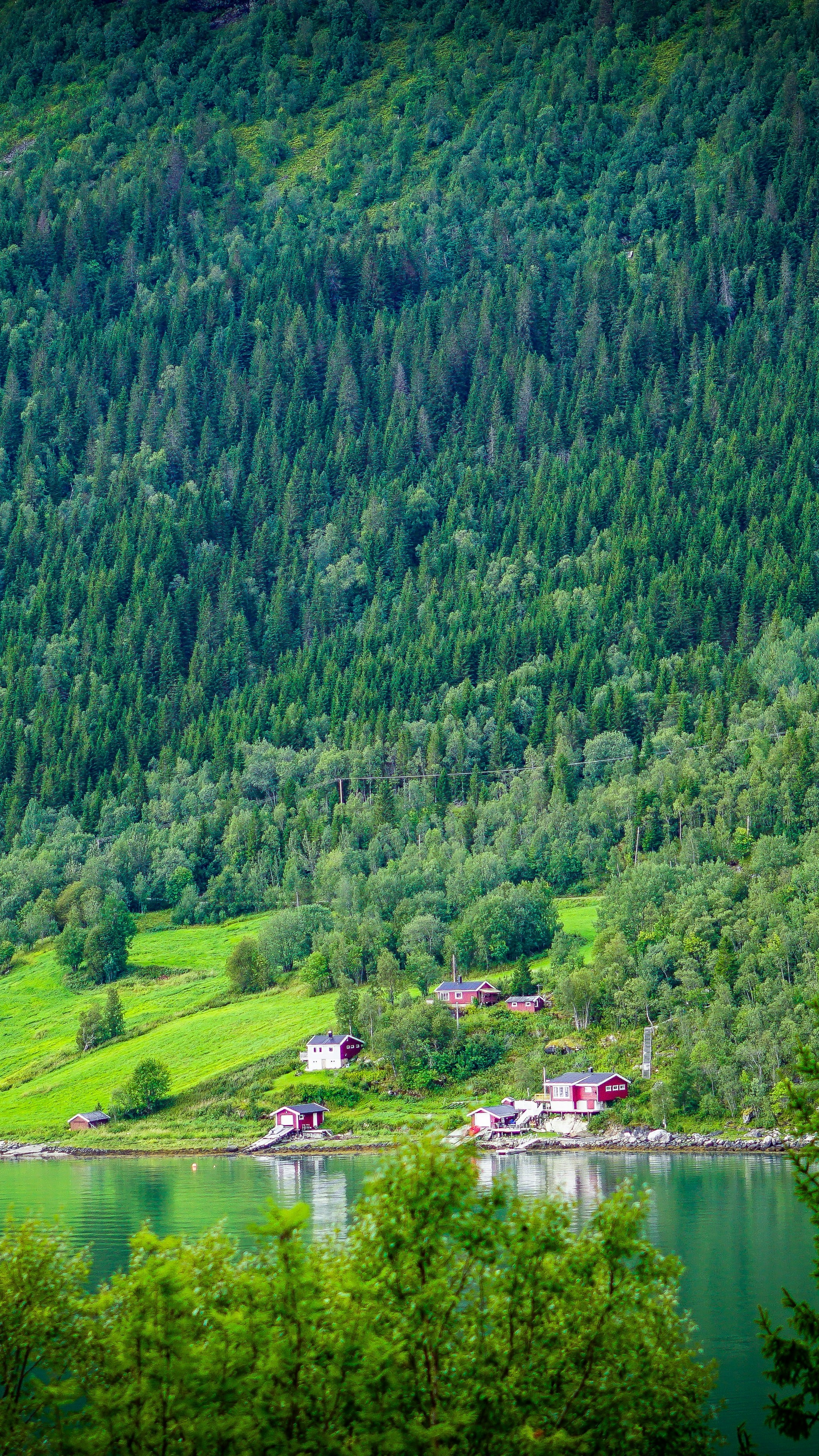 Fjord Shore Cabins below Forested Mountain