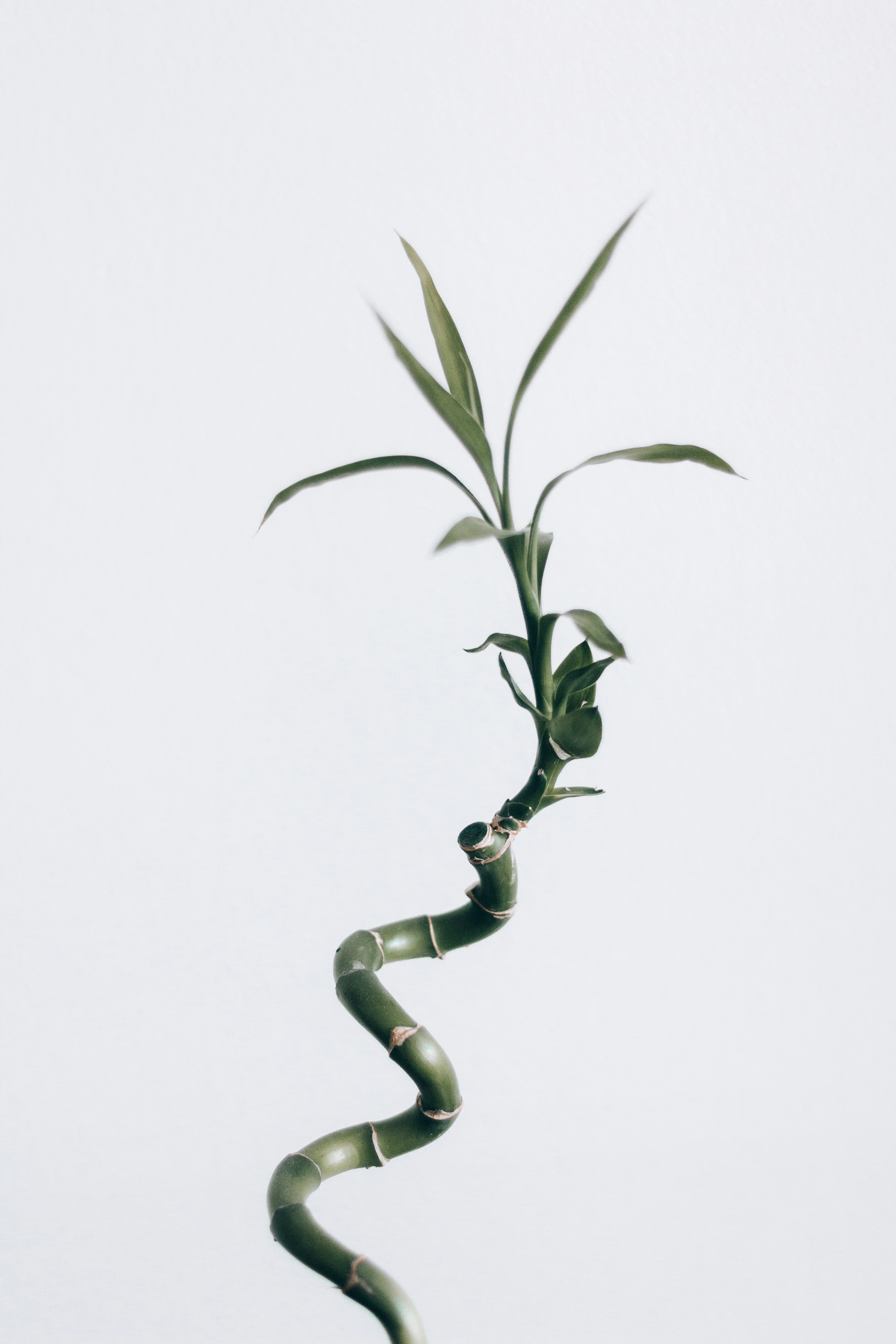 Single Twisted Lucky Bamboo