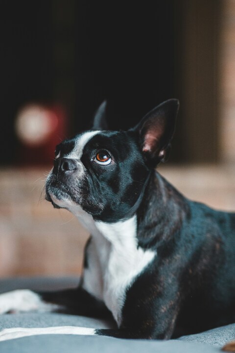 Boston Terrier Resting Indoors