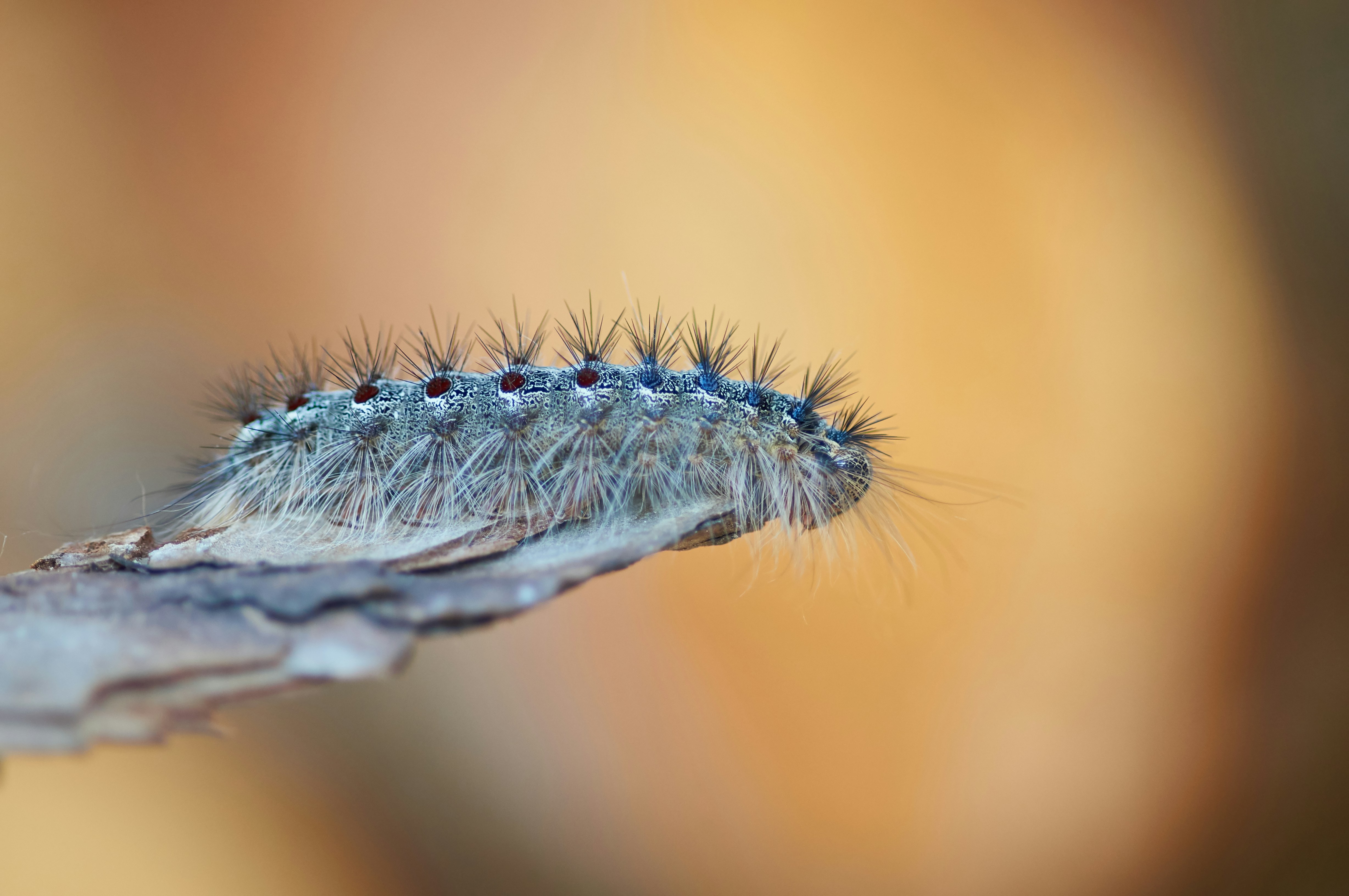 Fuzzy Caterpillar on Tree Bark