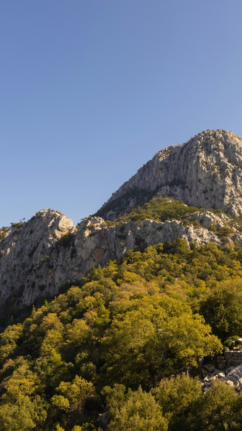 Rocky Mountain Forest Under Clear Sky