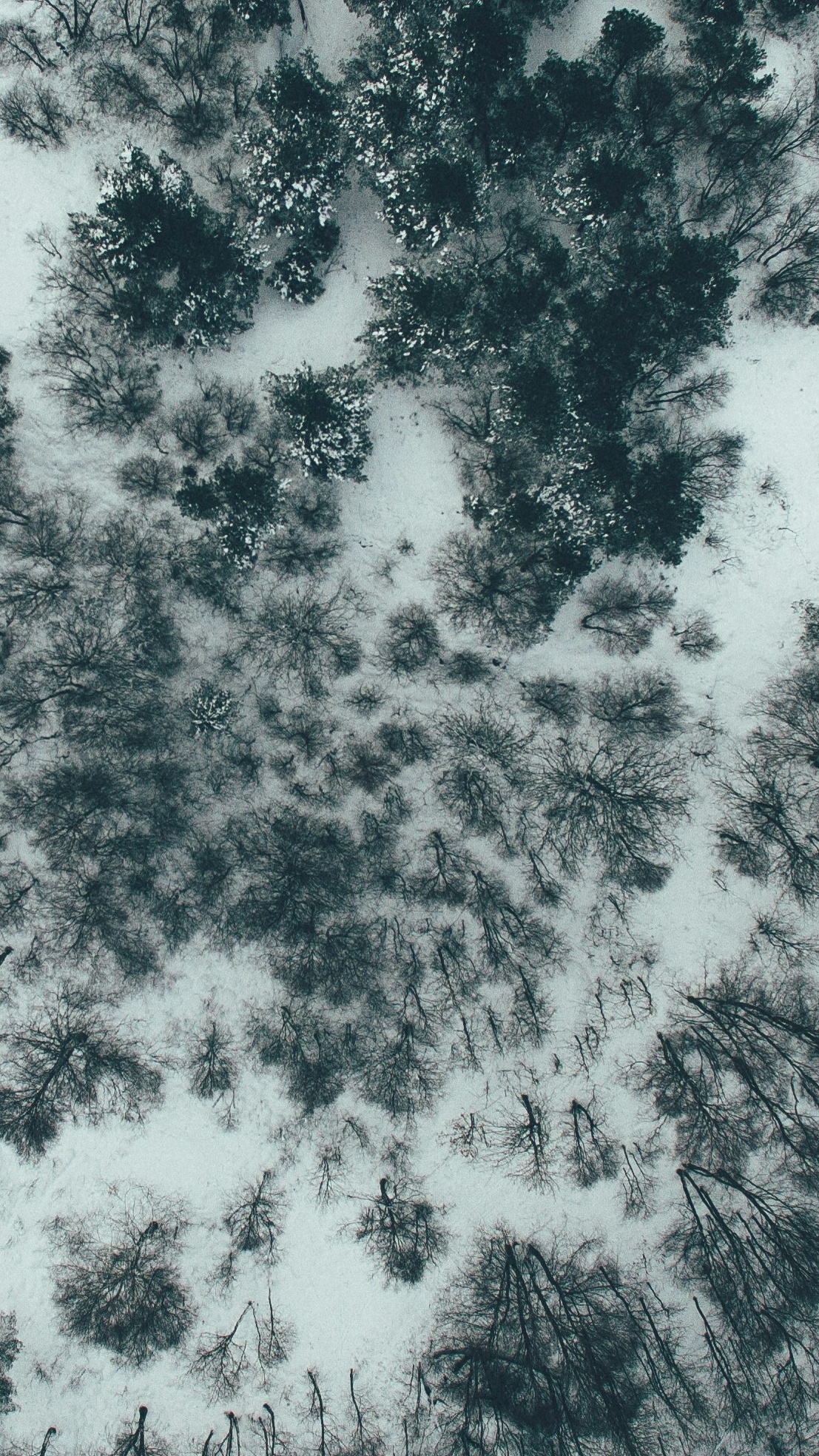 Aerial View of Snowy Winter Forest