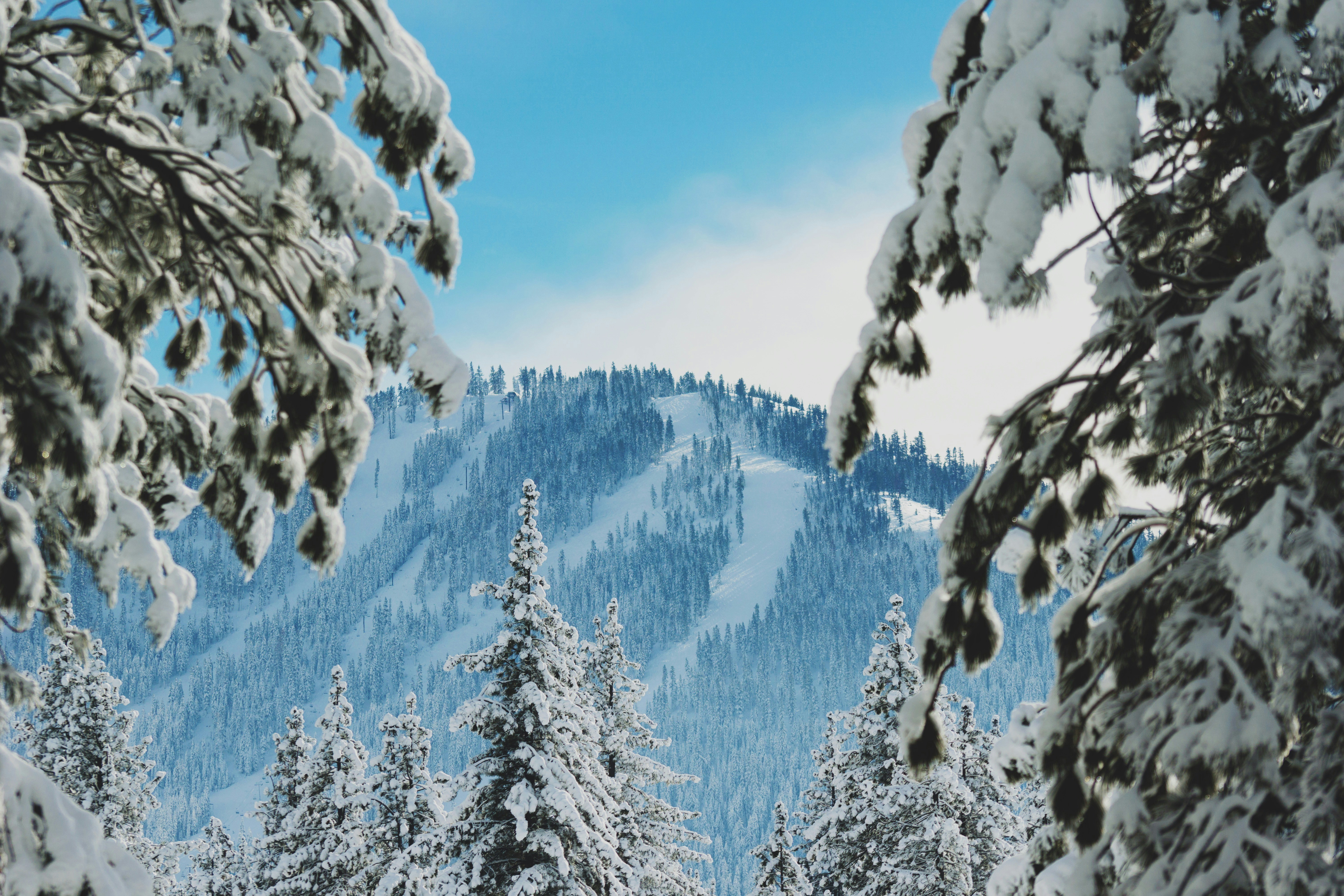 Snow-covered Mountain Forest Landscape