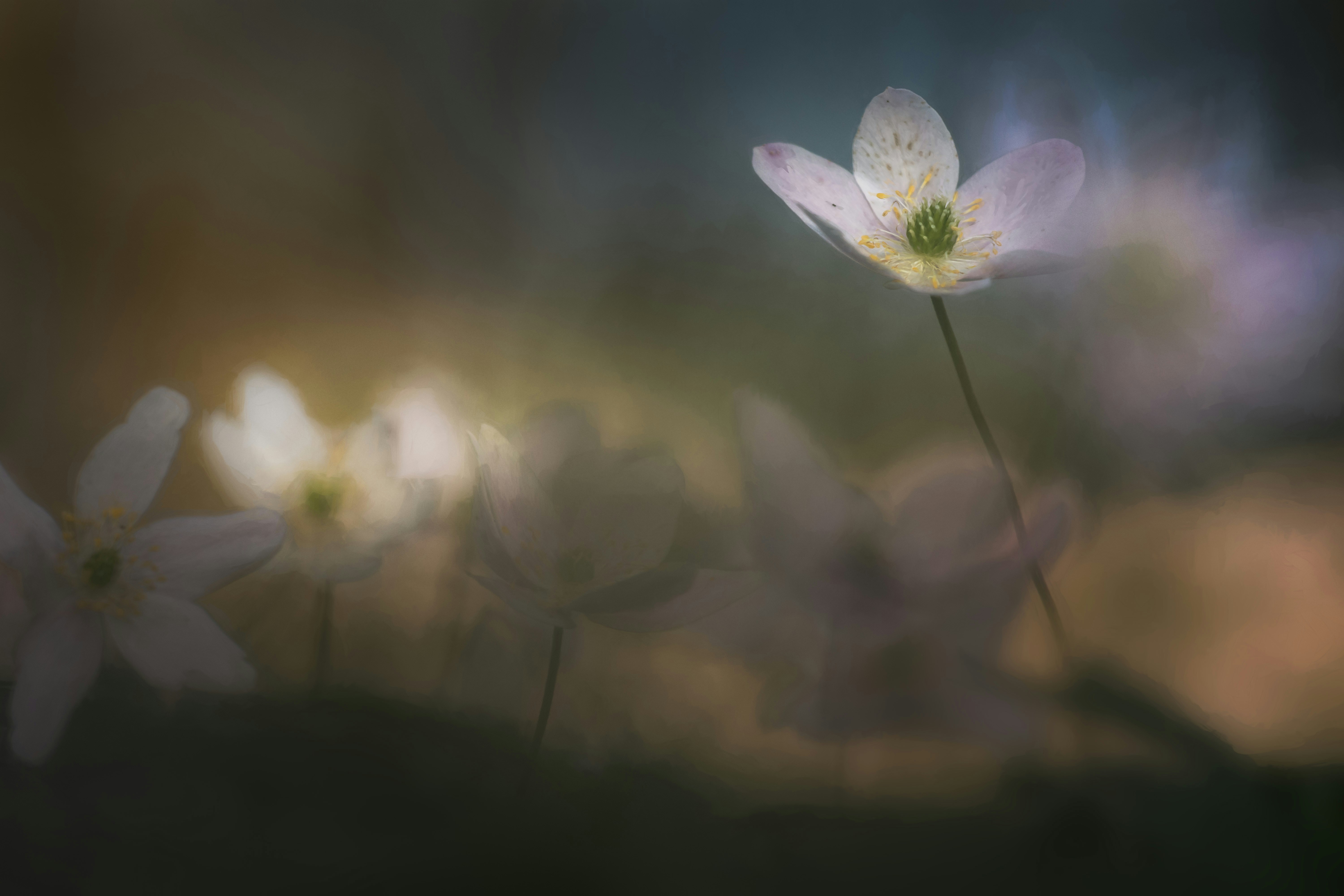 Soft Focus Wild Anemone Flowers