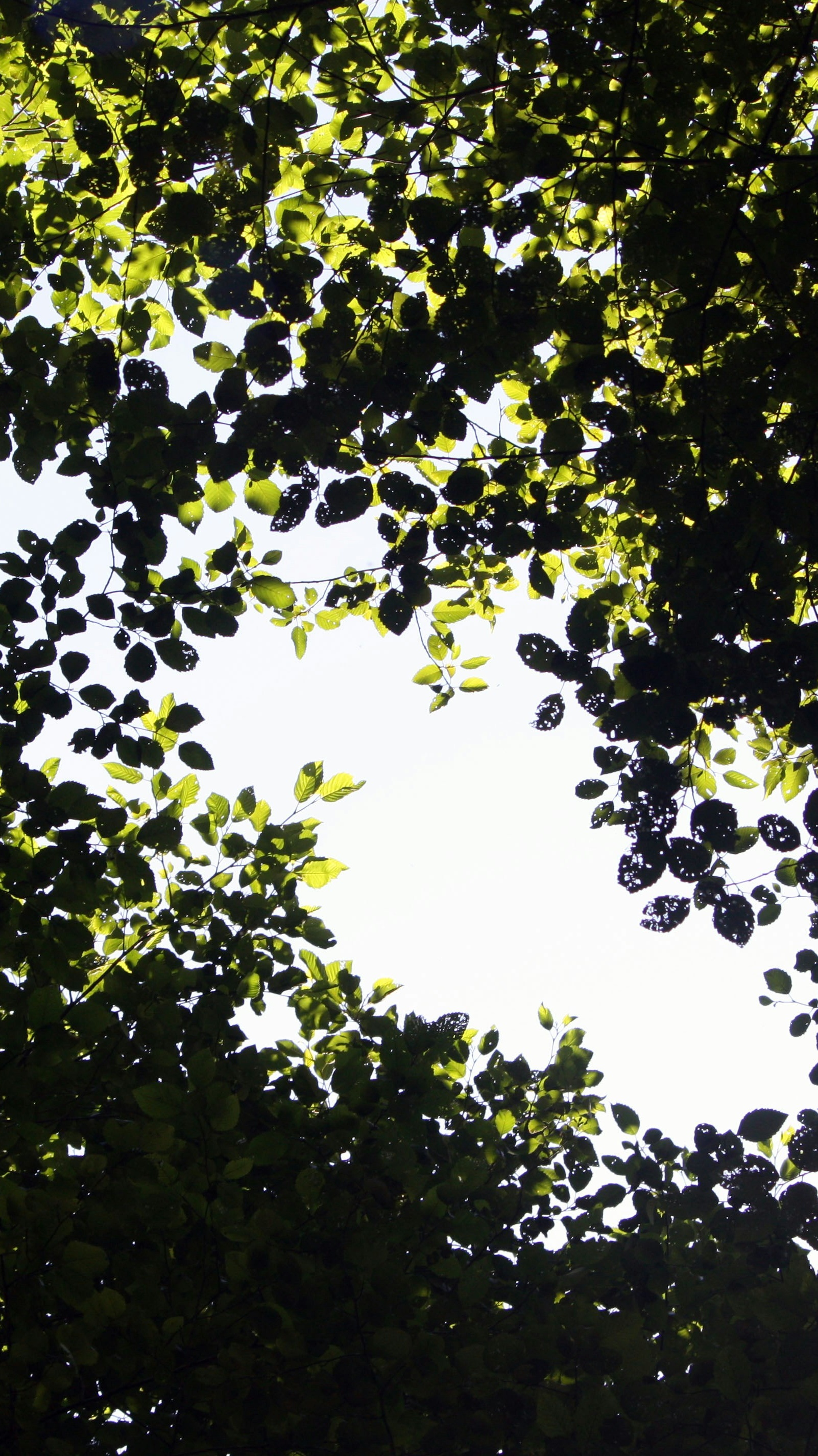 Tree Canopy Against Bright Sky
