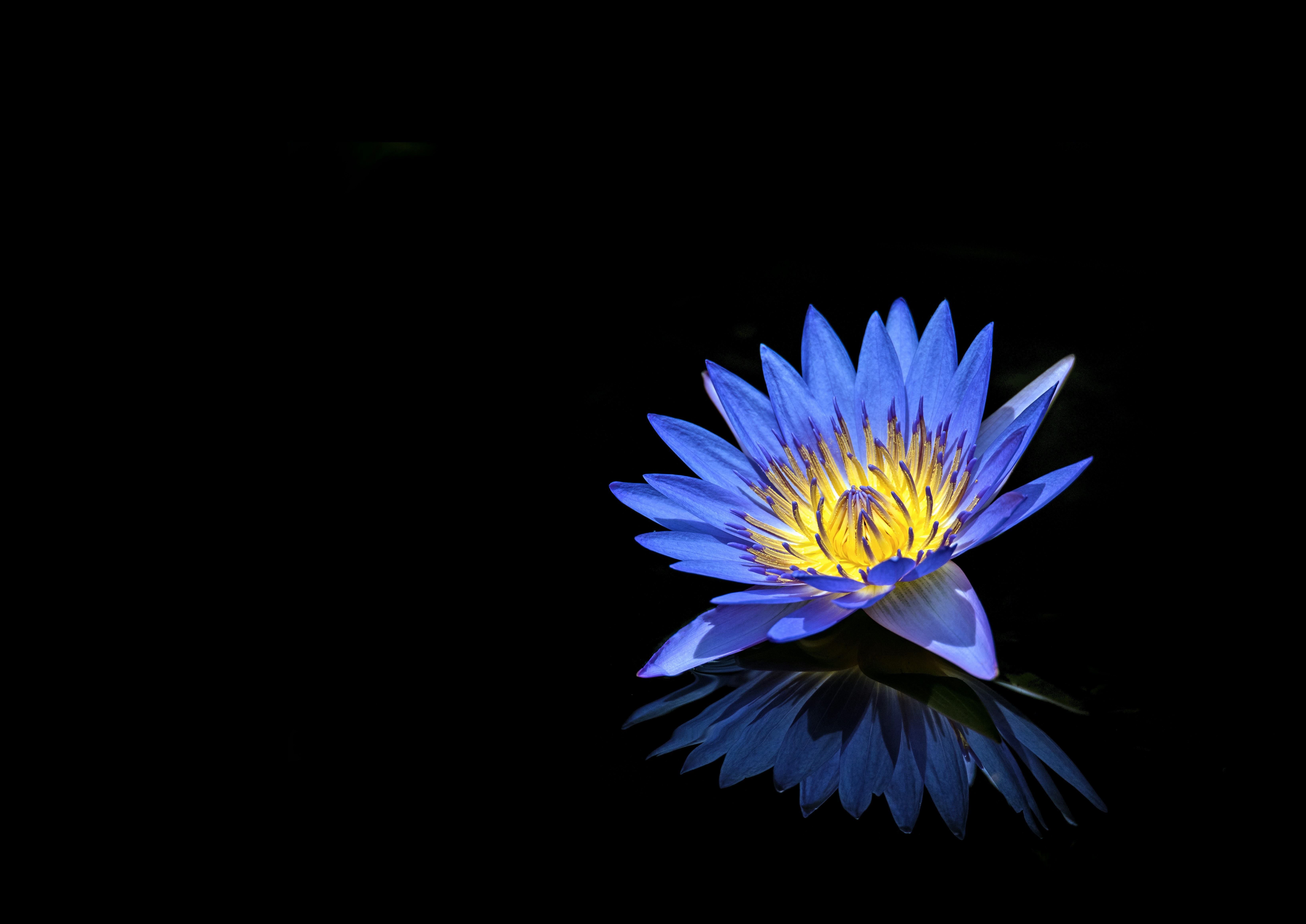 Blue Water Lily on Black Background