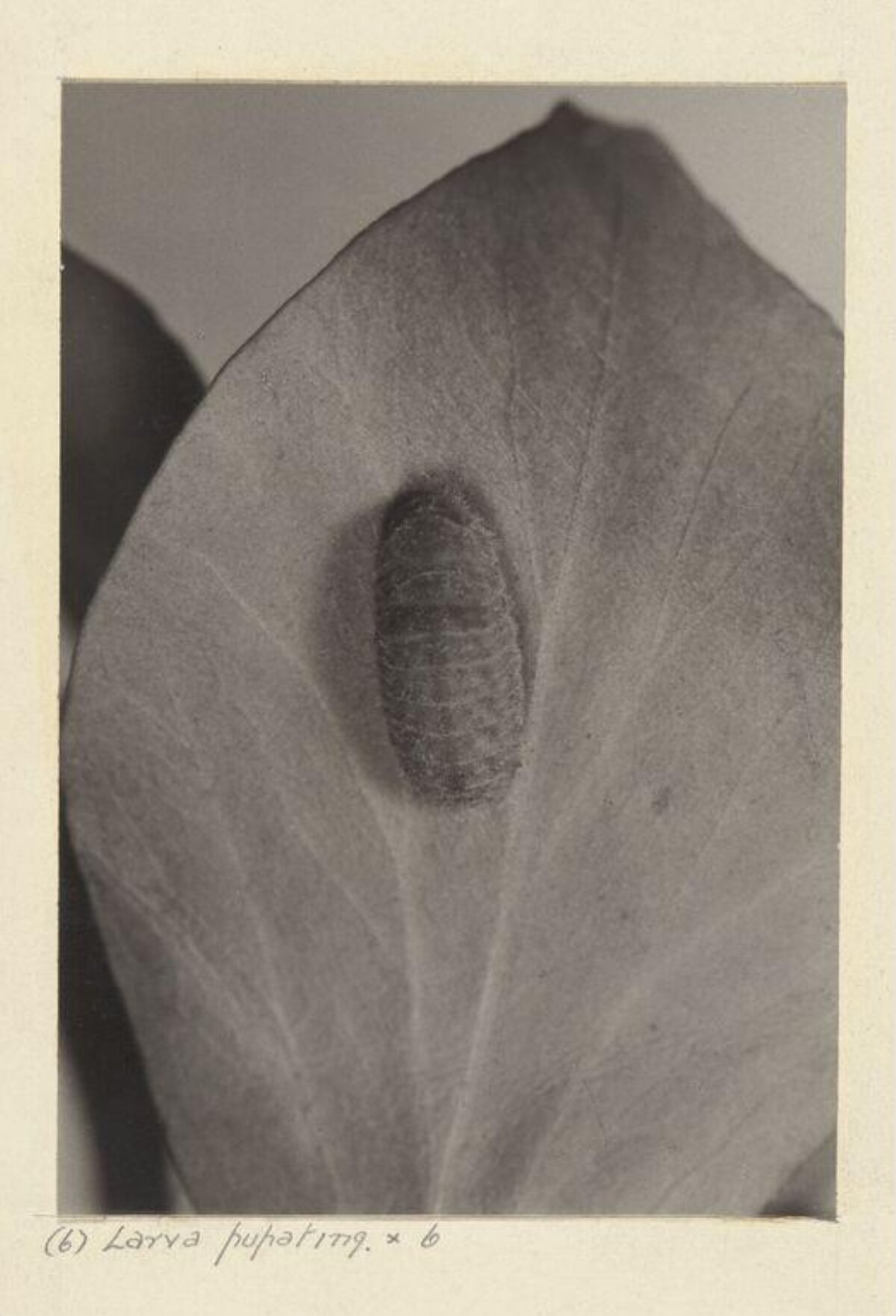 Pupating Larva on Leaf
