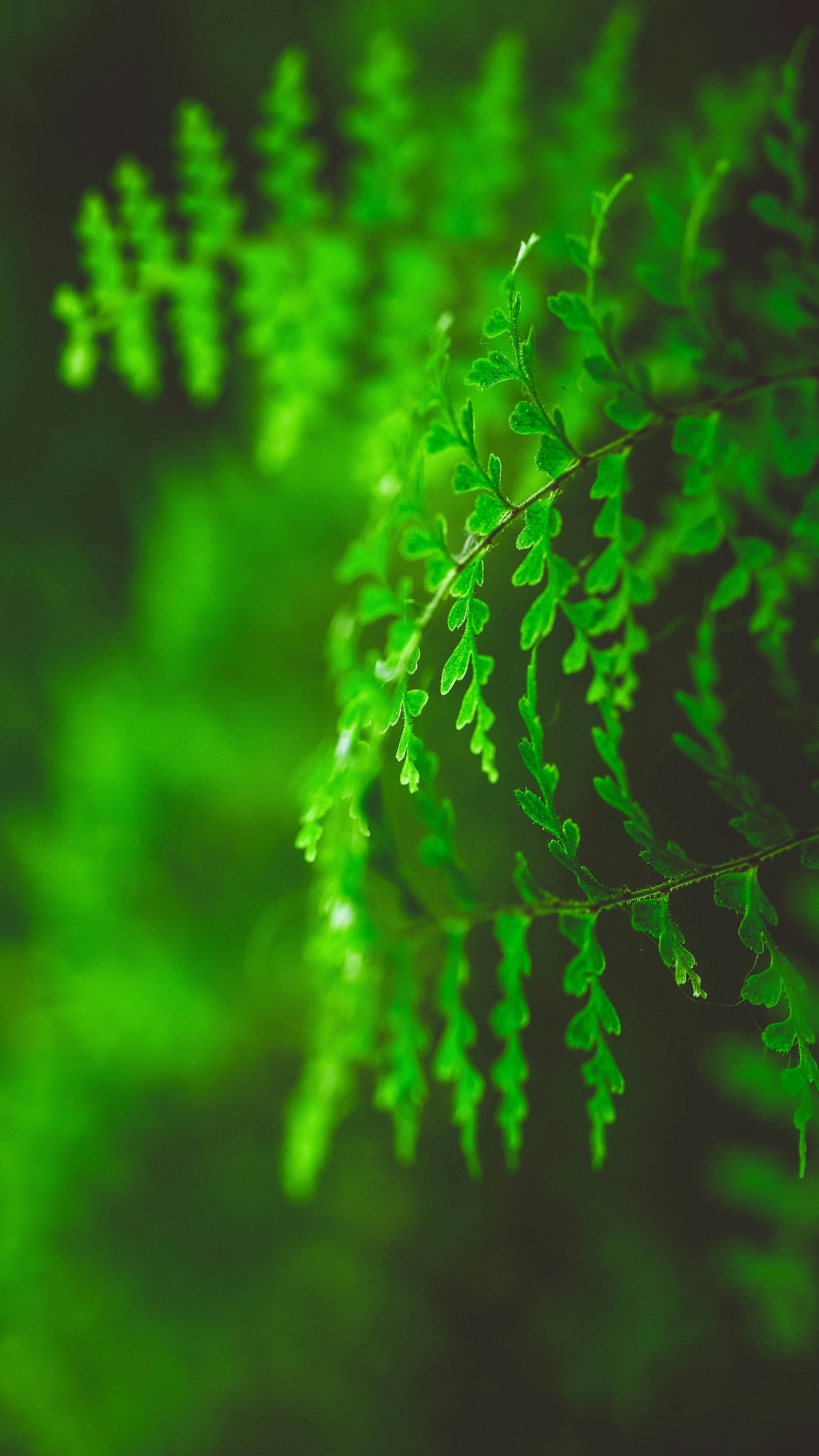 Wallpapers