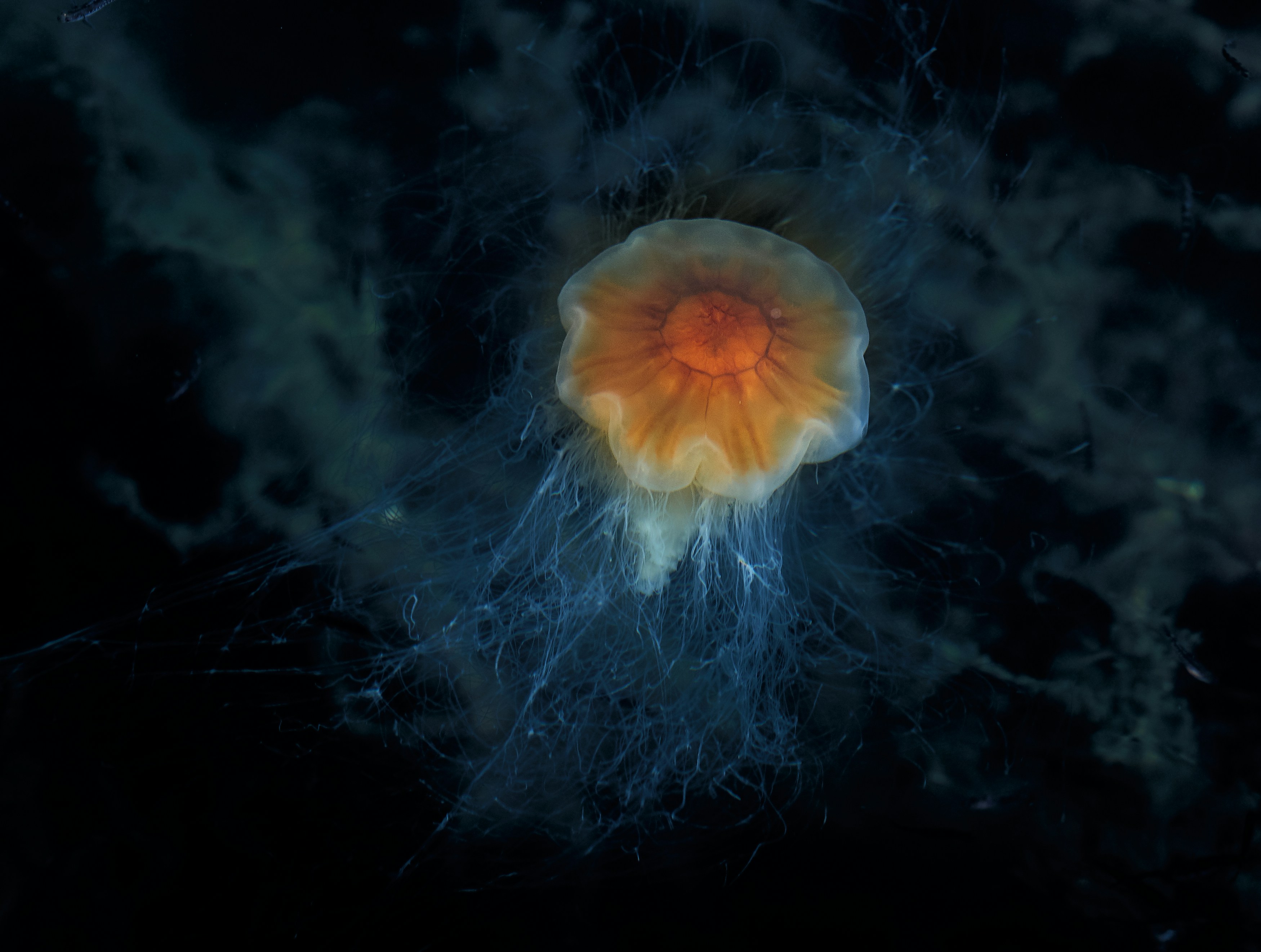 Orange Jellyfish in Dark Deep Sea